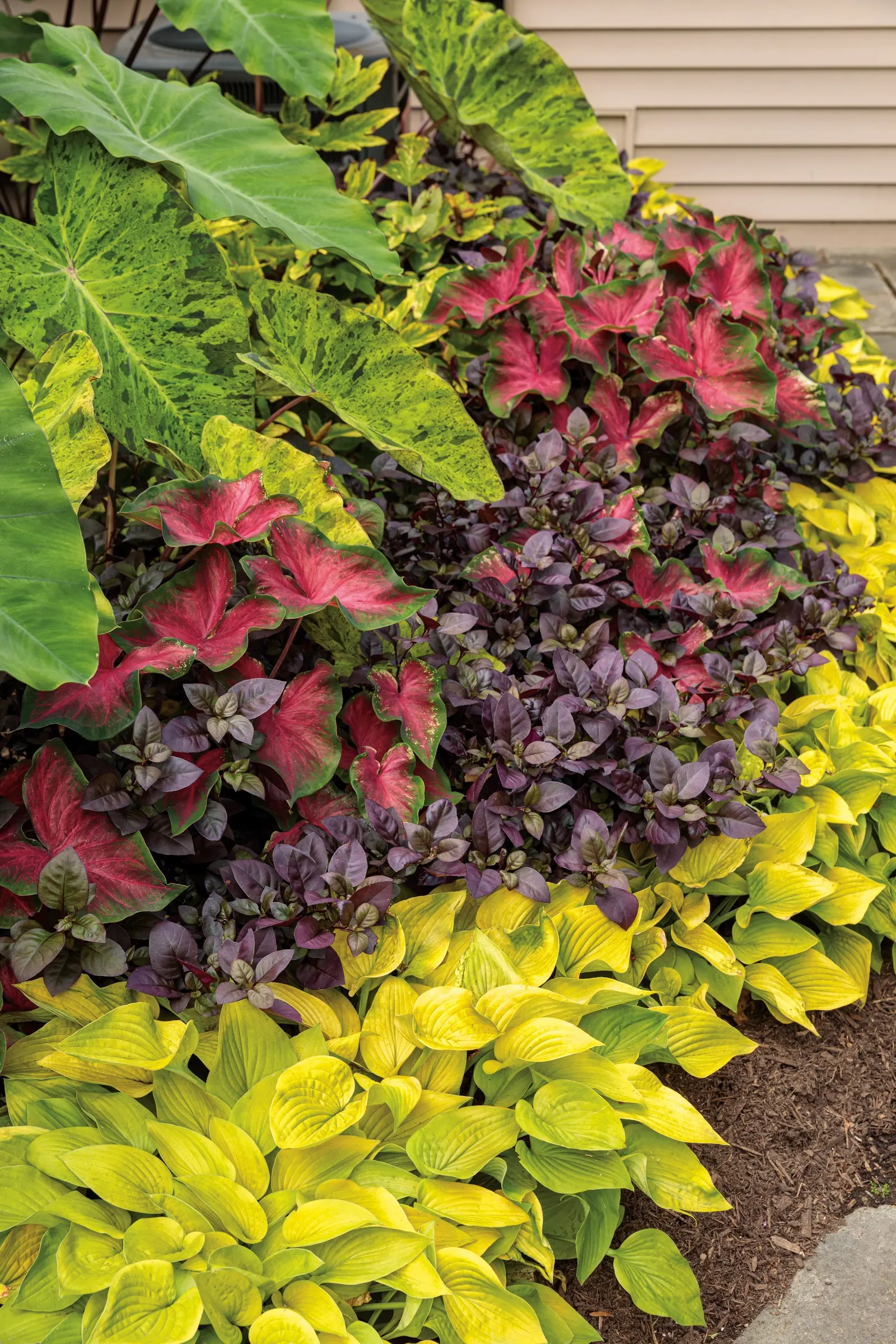 Heart's Delight Sun or Shade Caladium (Caladium hortulanum) — The Caladium hortulanum 'Heart's Delight'