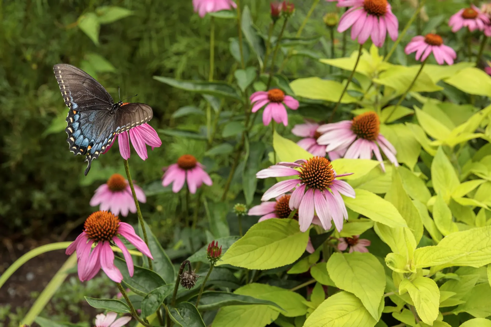 'The Fuchsia is Bright' Coneflower (Echinacea hybrid) — It grows 20-22 inches tall and 16-18 inches wide with an upright habit