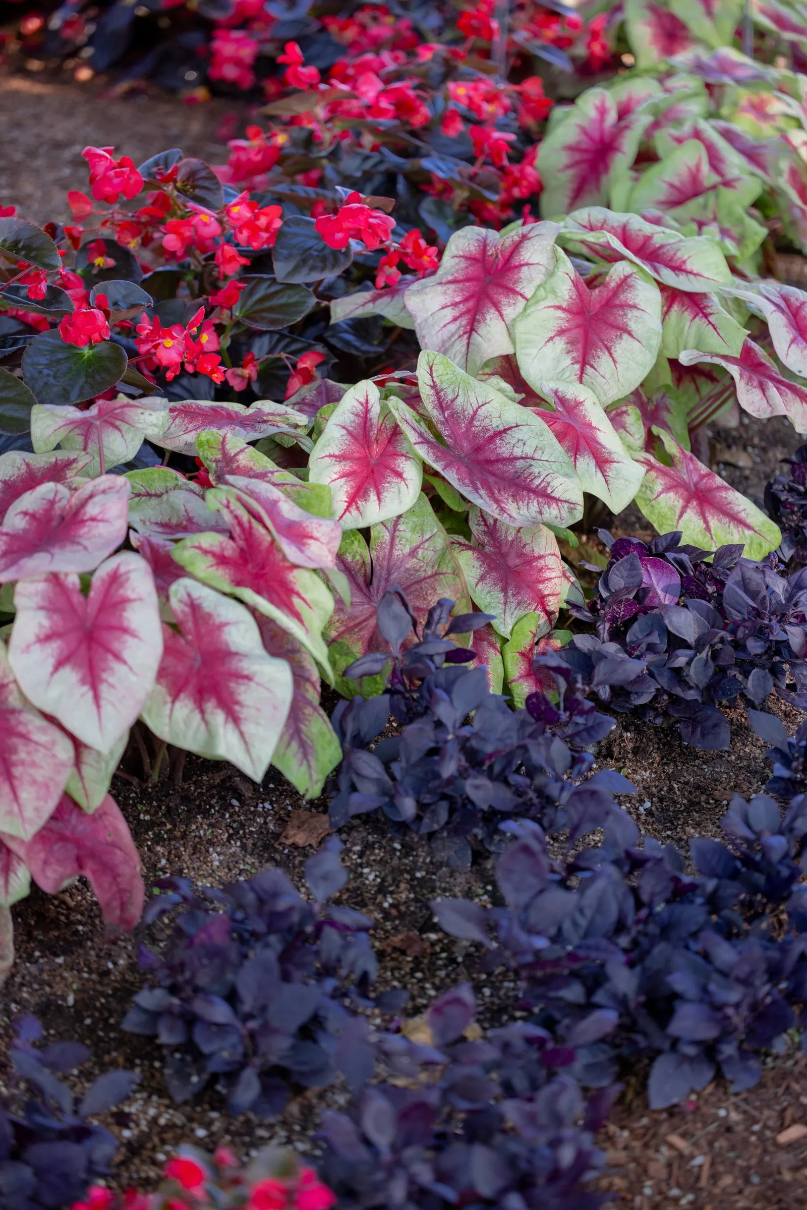 Cherry Cordial™ Begonia — commonly referred to as Cherry Cordial™ Begonia