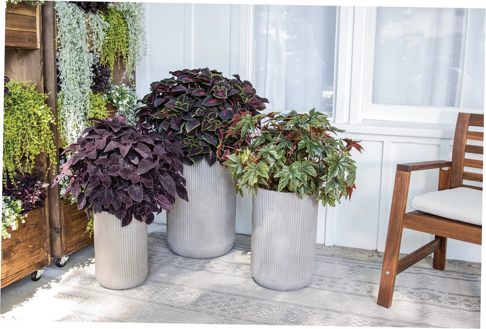 Red II Polka Dot Plant (Hypoestes phyllostachya) — commonly referred to as Red II Polka Dot Plant; textured effect that feels both playful and refined