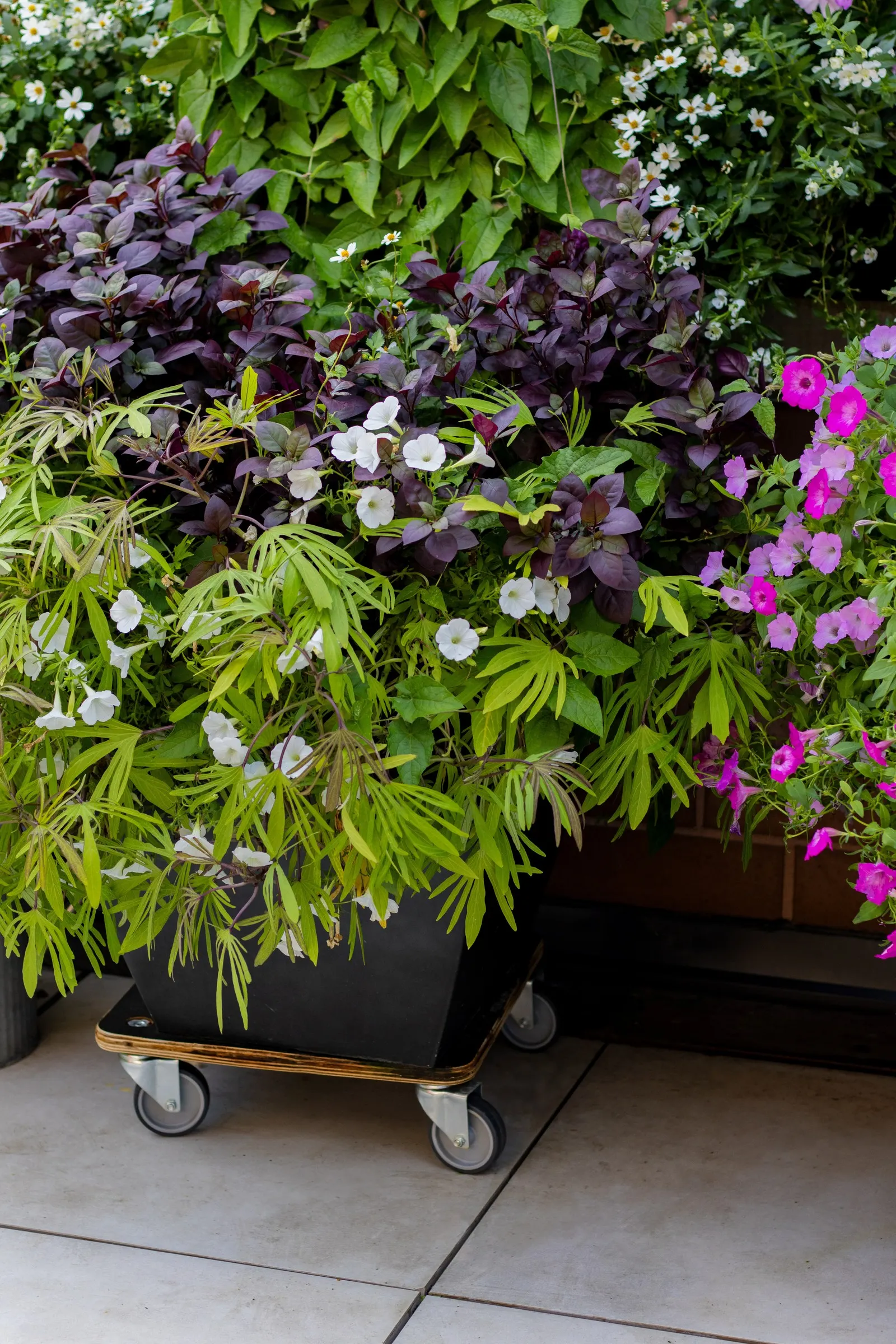 Marshmallow™ Bidens — it is hardy in USDA Zones 9a to 11b