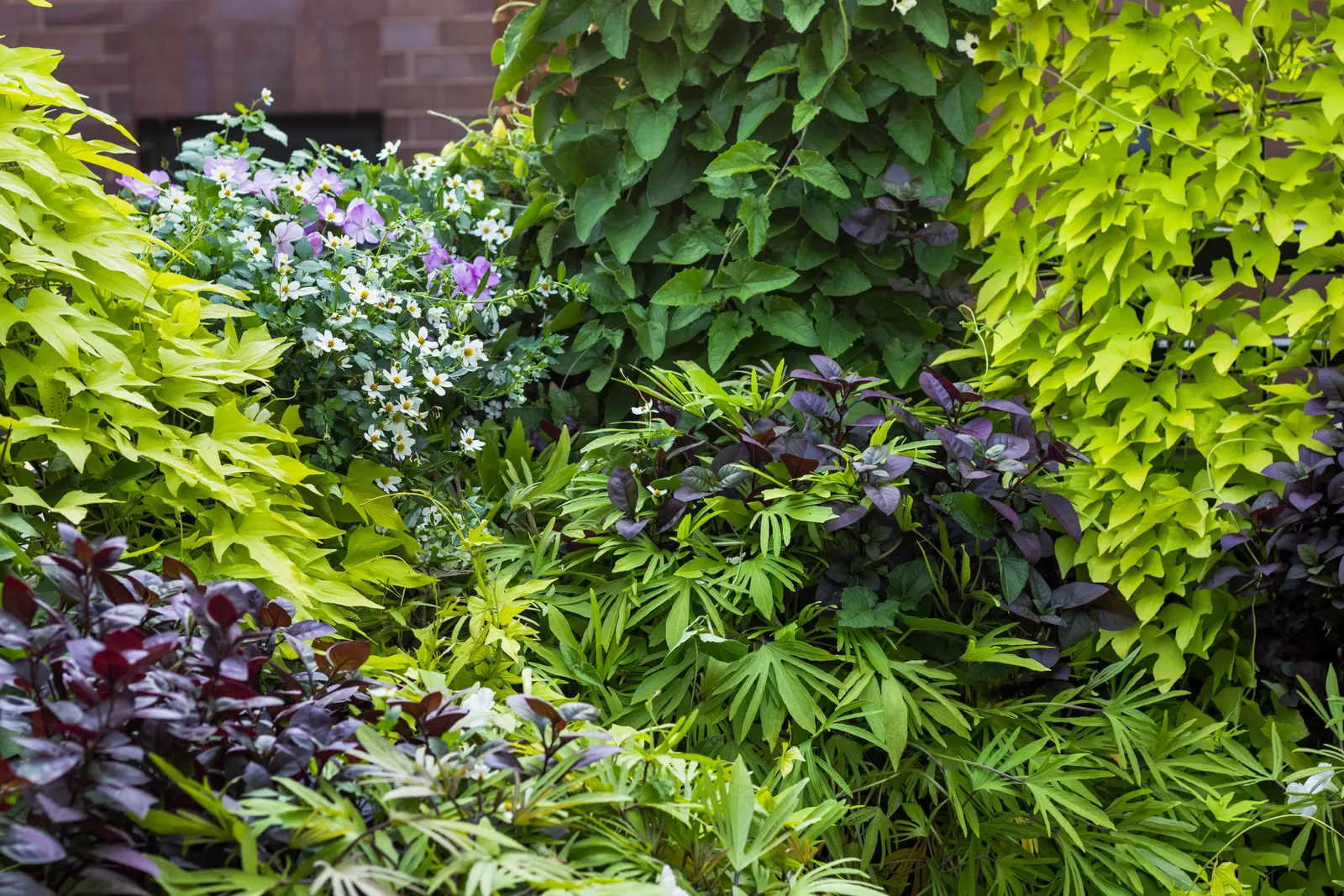 Marshmallow™ Bidens — is a sun-loving annual from Proven Winners® with a crisp