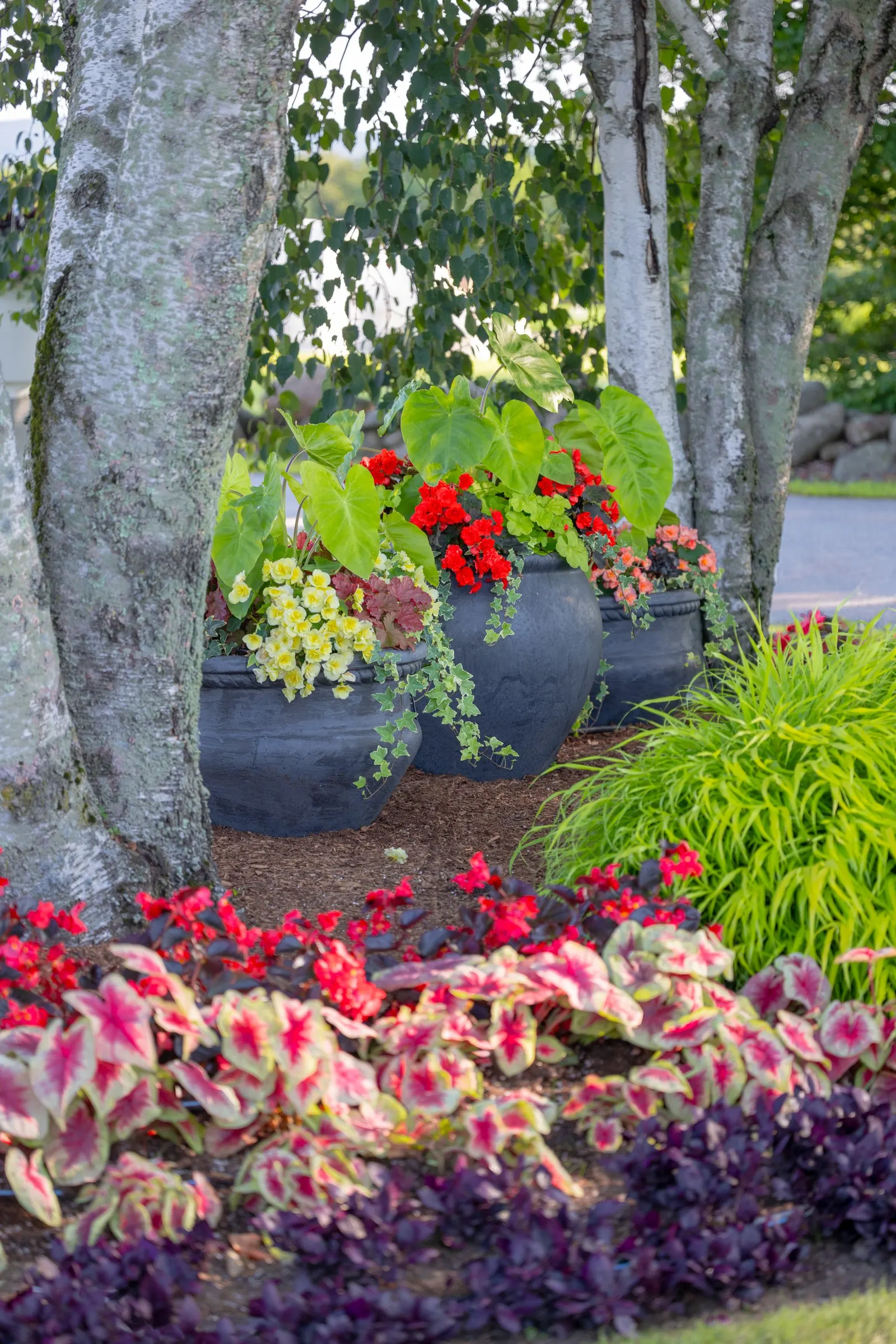Cherry Cordial™ Begonia — with best performance from consistent watering and feeding