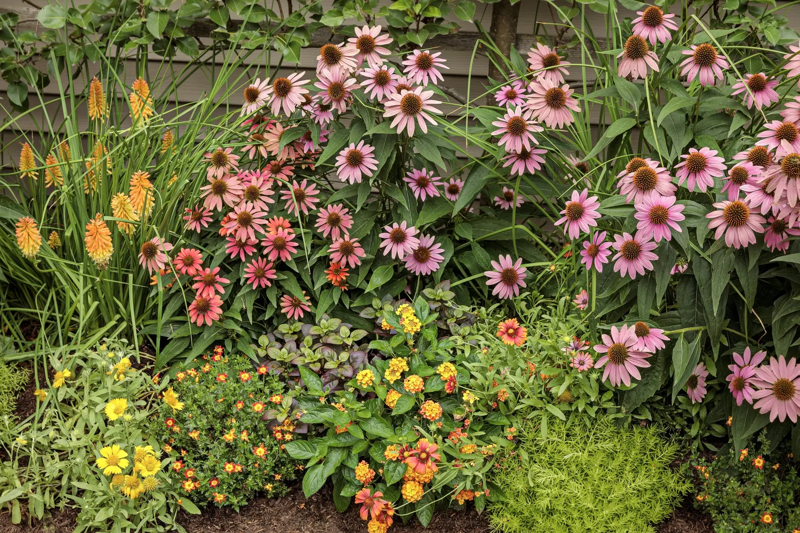 Flame Bidens — It is hardy in USDA Zones 9a to 11b