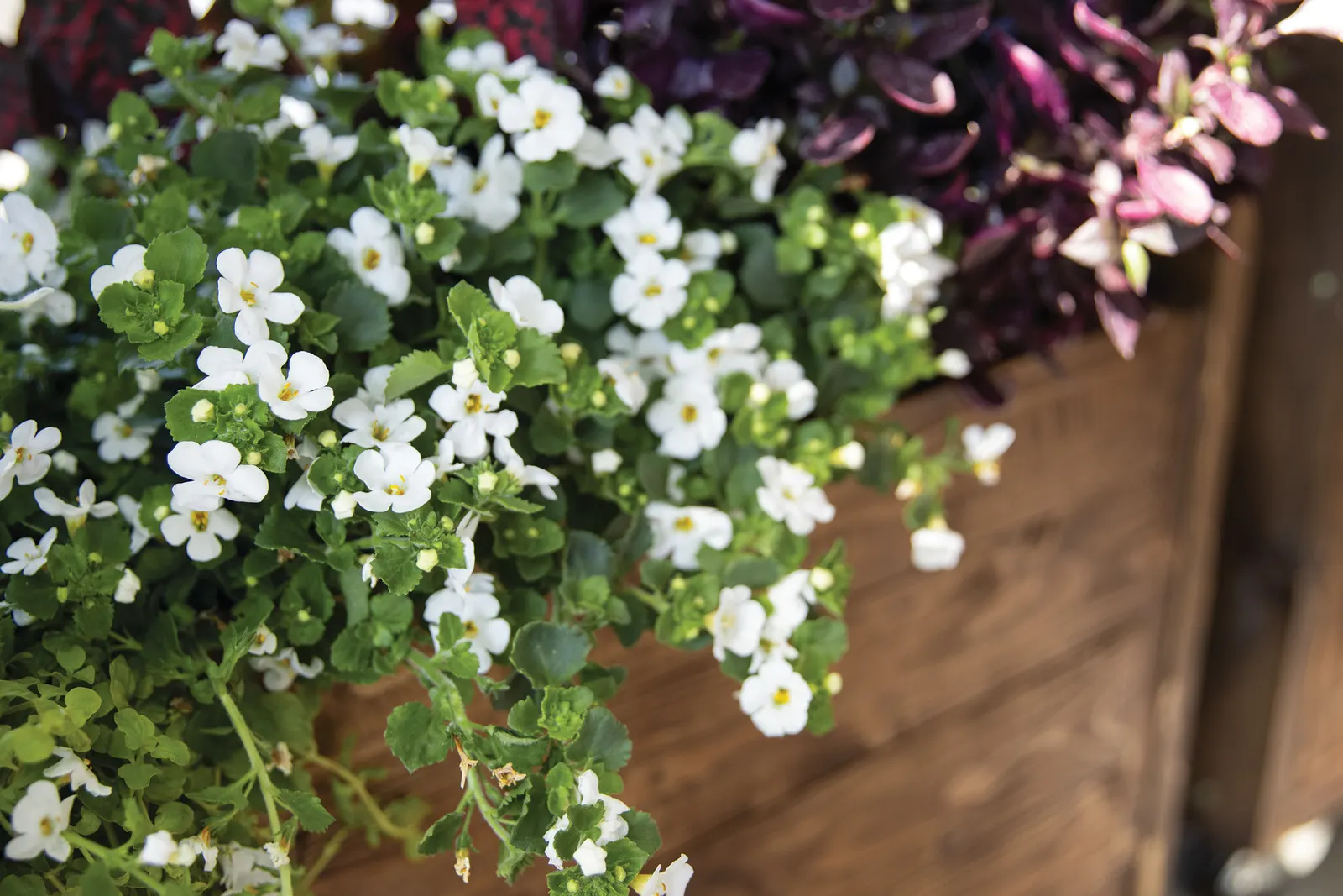 Snow Globe® II Bacopa (Sutera cordata) — commonly referred to as Snow Globe® II Bacopa