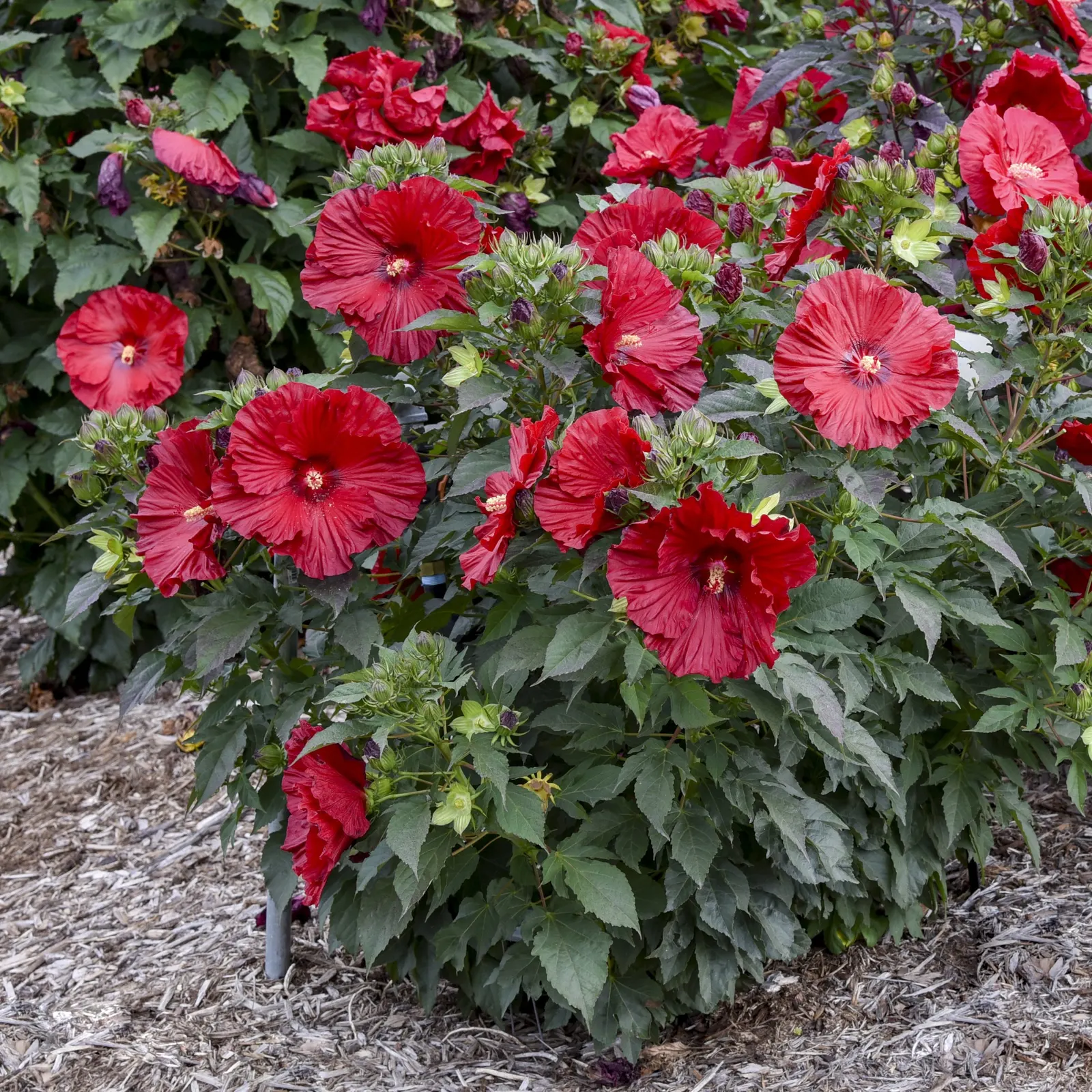 'Garnet Globes' Rose Mallow (Hibiscus hybrid) — each marked by a dark eye and carried along the stems
