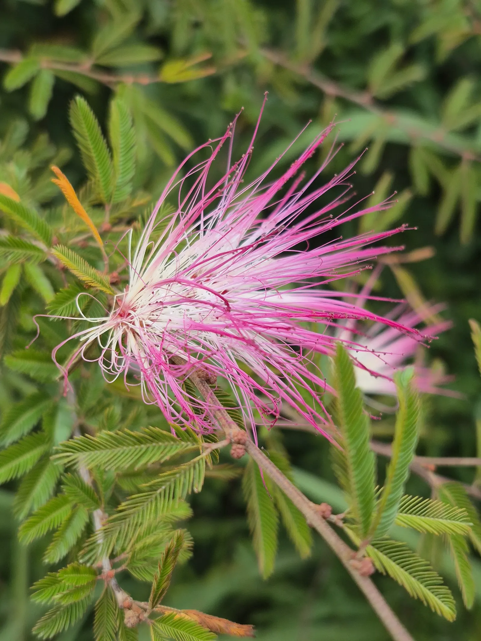 Pink Powder Puff (Calliandra Haematocephala) — Hardy to USDA Zone 9, it's a stunning choice for warm climates; it's an ideal choice for clients, image 116