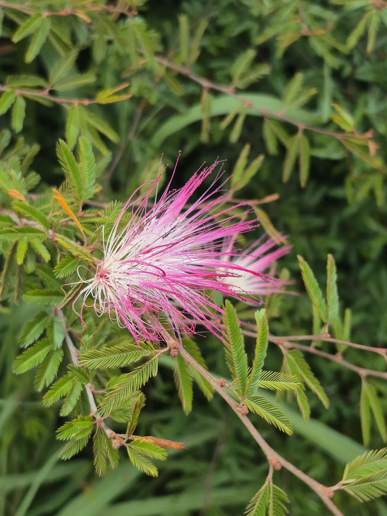 Pink Powder Puff (Calliandra Haematocephala) — This eye-catcher reaches 10-15 feet in height and spread, adding a soft, feathery texture to gardens, image 113