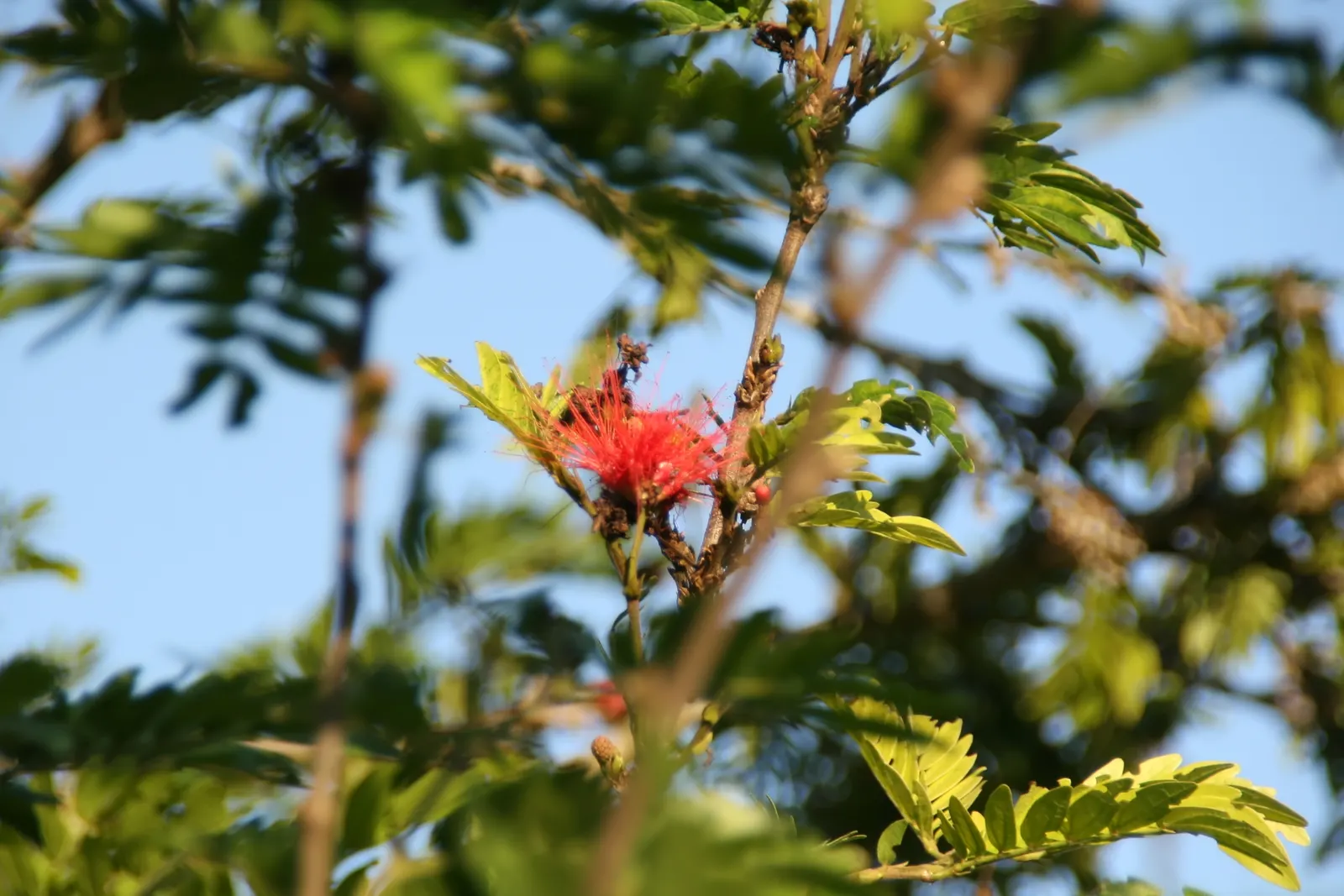 Pink Powder Puff (Calliandra Haematocephala) — while also integrating a habitat-friendly component for local wildlife; red flowers in the garden, image 63