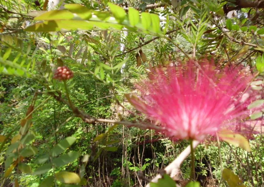 Pink Powder Puff (Calliandra Haematocephala) — pom-pom-like blooms that span up to 3 inches across; its multi-stemmed habit is often laden with, image 156