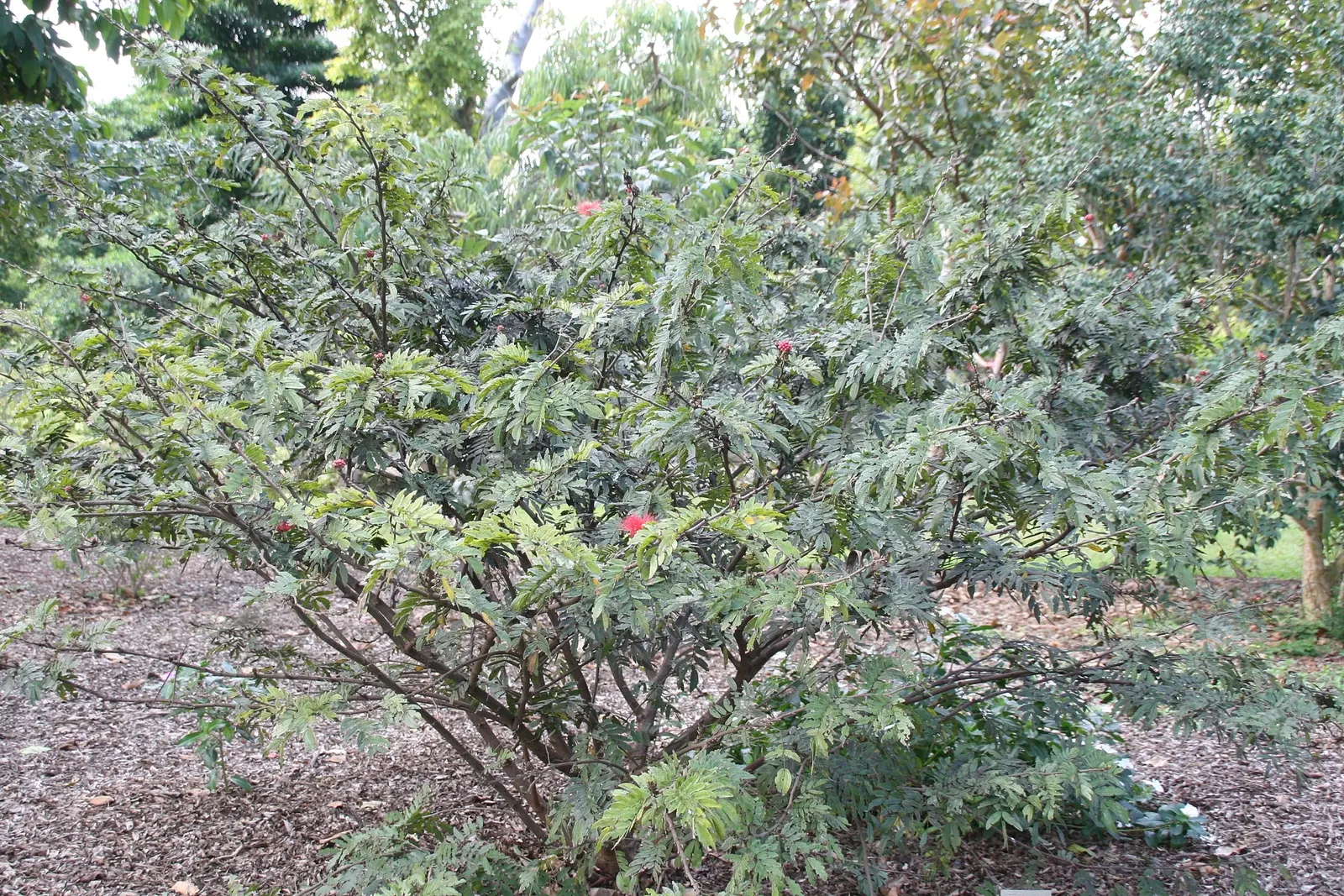 Pink Powder Puff (Calliandra Haematocephala) — This eye-catcher reaches 10-15 feet in height and spread, adding a soft, feathery texture to gardens, image 69