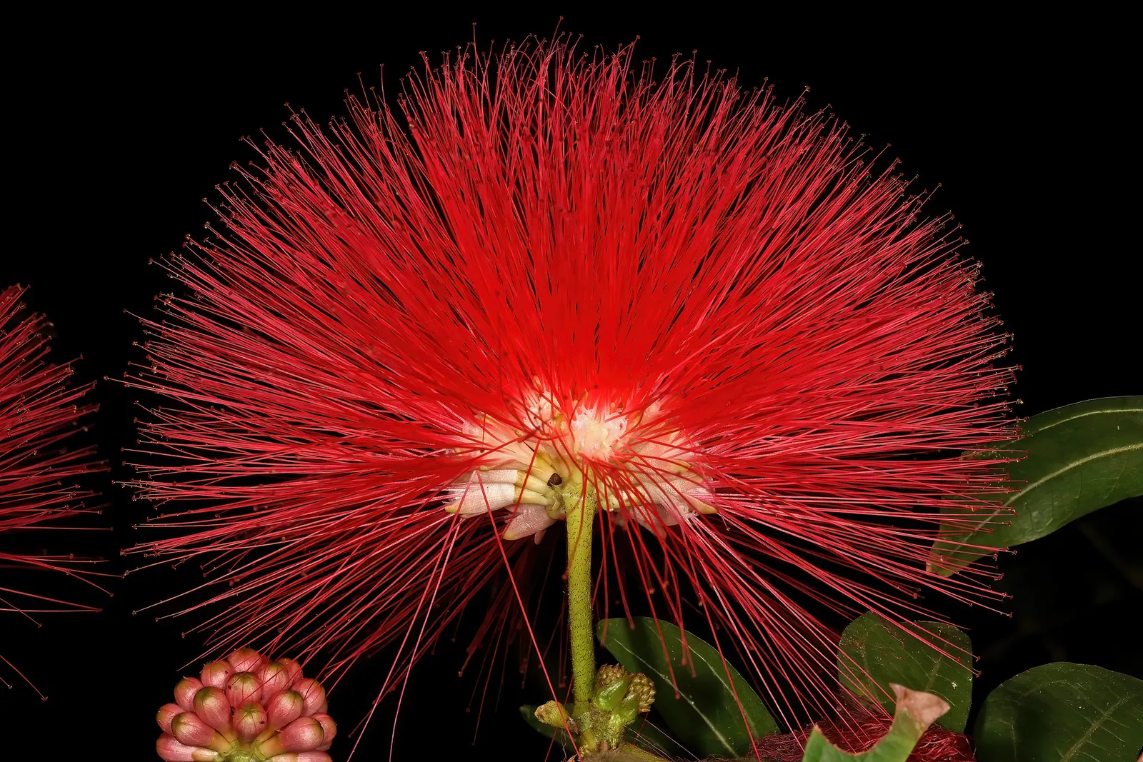 Pink Powder Puff (Calliandra Haematocephala) — shrub with red blooms; which resemble soft powder puffs, image 153