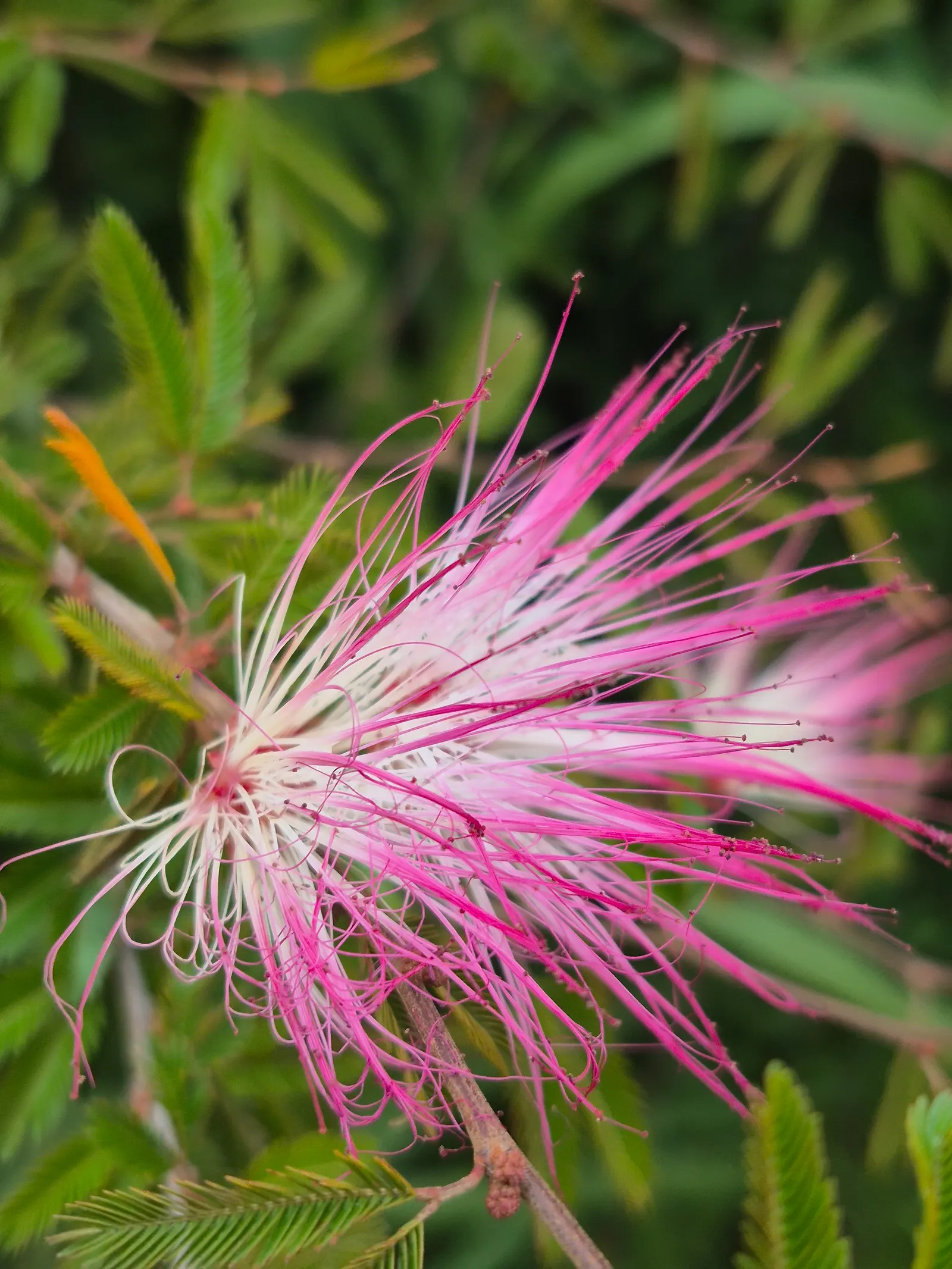 Pink Powder Puff (Calliandra Haematocephala) — scientifically known as Calliandra haematocephala; pom-pom-like blooms that span up to 3 inches, image 117