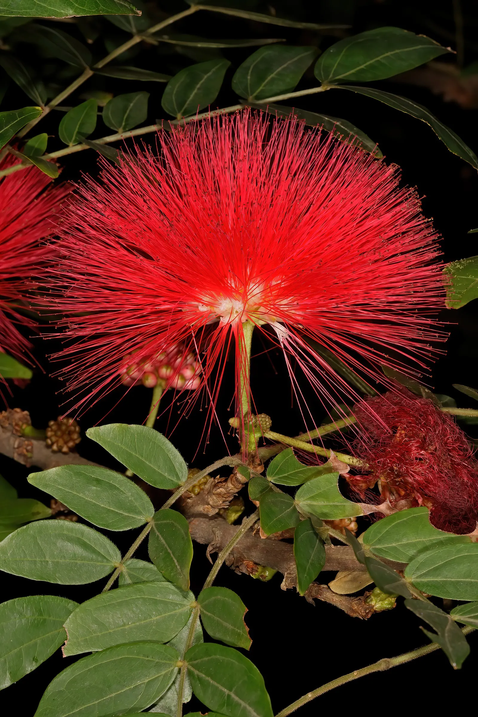 Pink Powder Puff (Calliandra Haematocephala) — Incorporating the Pink Powder Puff into a landscape will provide a striking visual interest with its, image 150