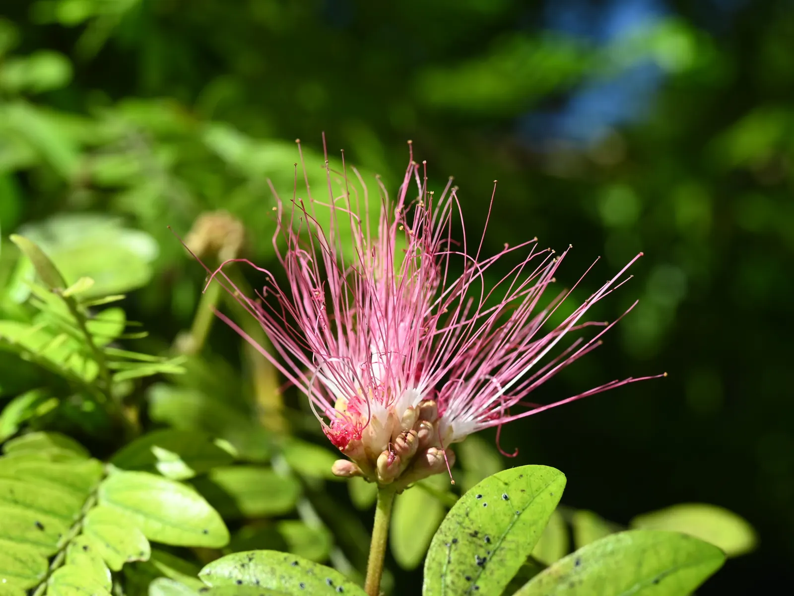 Pink Powder Puff (Calliandra Haematocephala) — shrub for full; while also integrating a habitat-friendly component for local wildlife