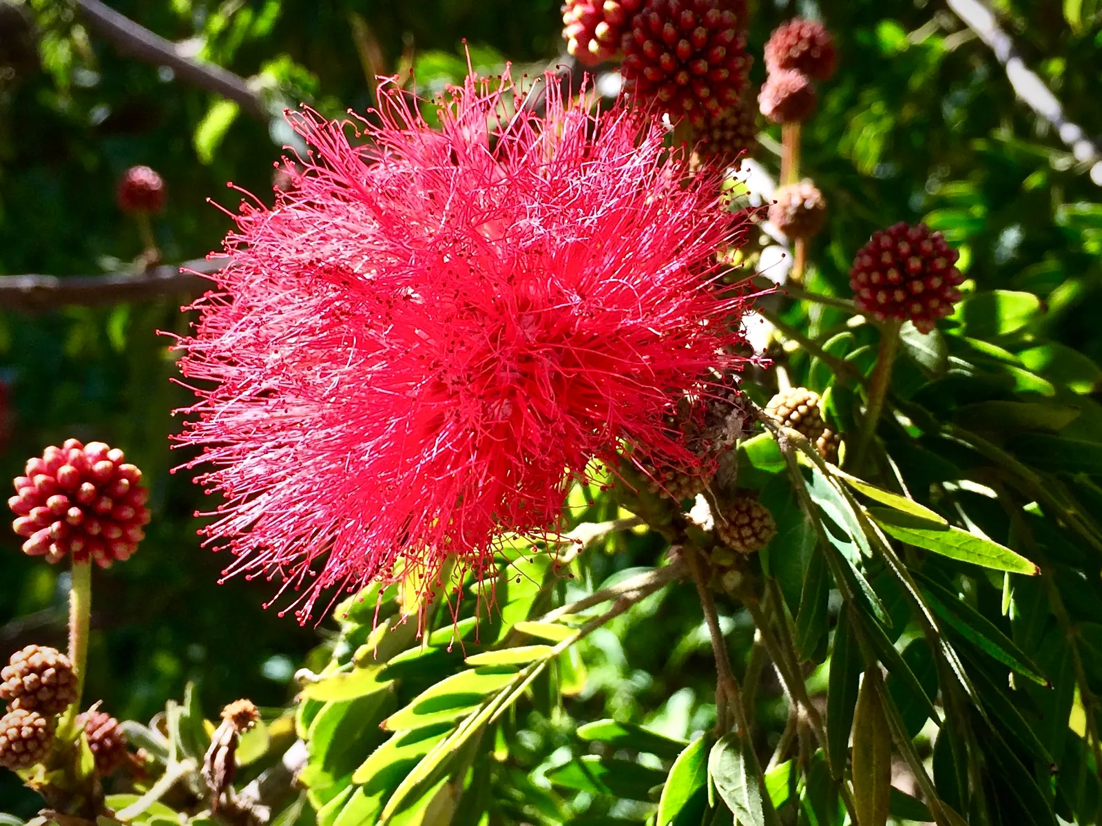 Pink Powder Puff (Calliandra Haematocephala) — scientifically known as Calliandra haematocephala; pom-pom-like blooms that span up to 3 inches, image 161