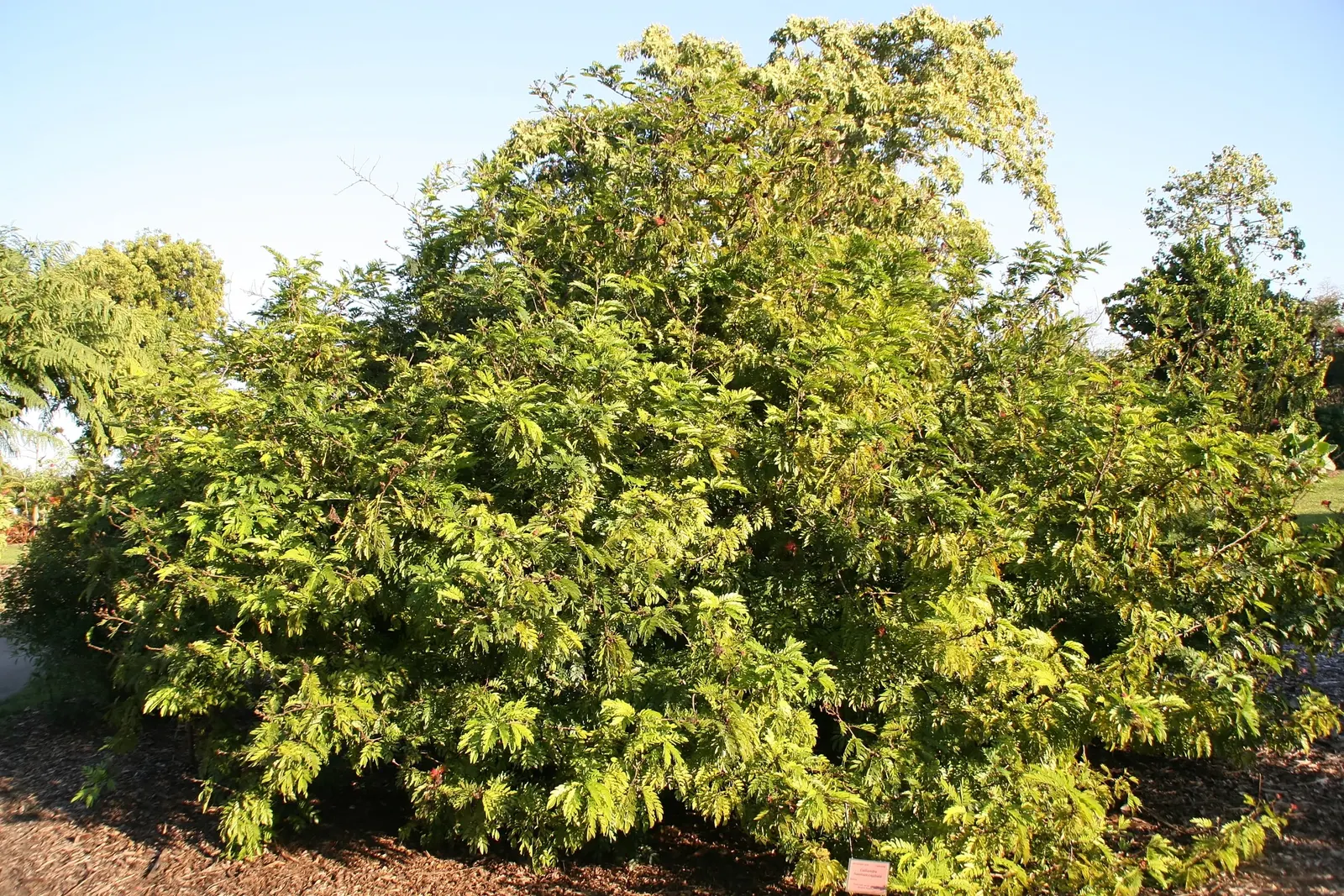 Pink Powder Puff (Calliandra Haematocephala) — shrub for full; while also integrating a habitat-friendly component for local wildlife, image 66