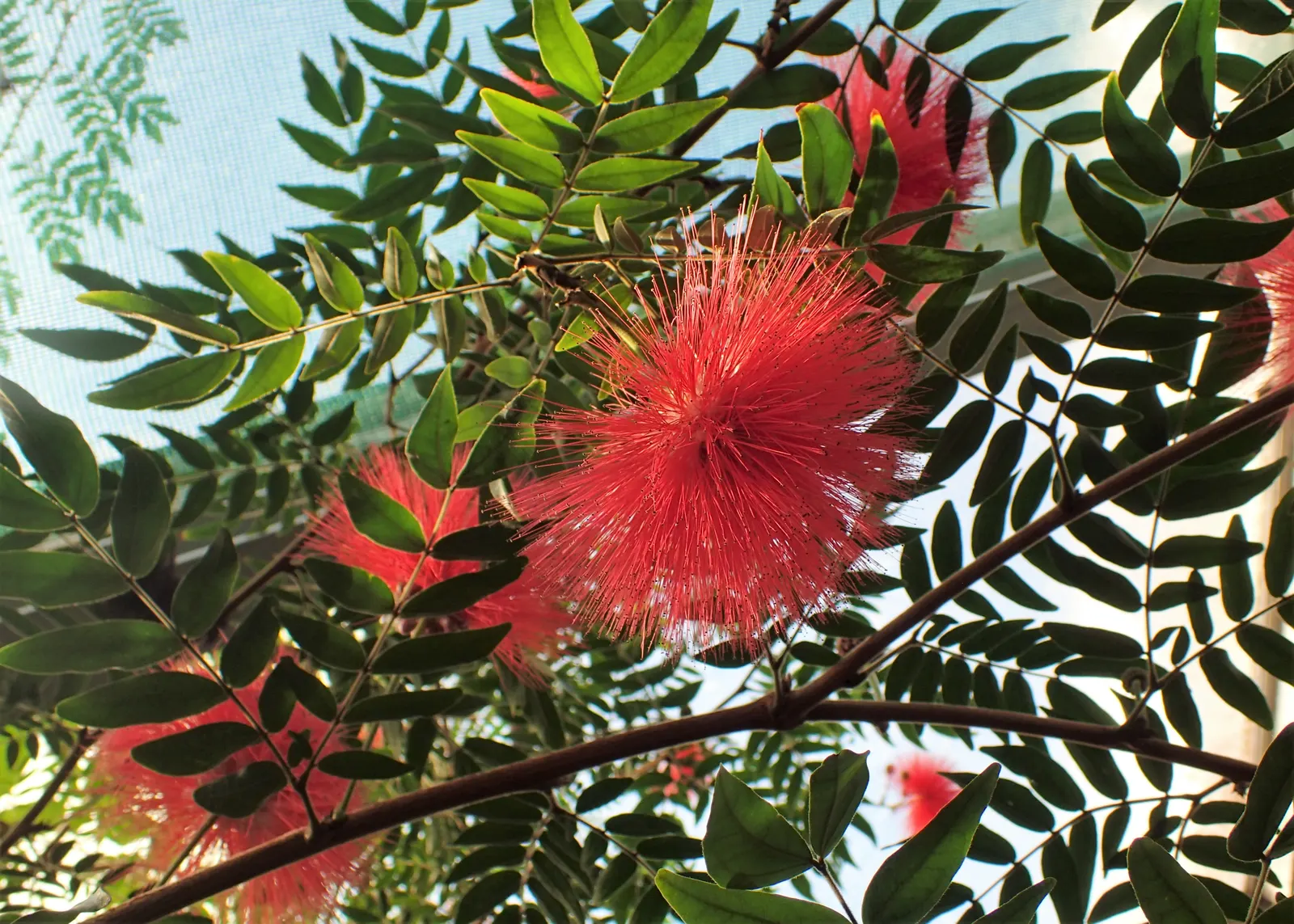 Pink Powder Puff (Calliandra Haematocephala) — shrub with red blooms; which resemble soft powder puffs
