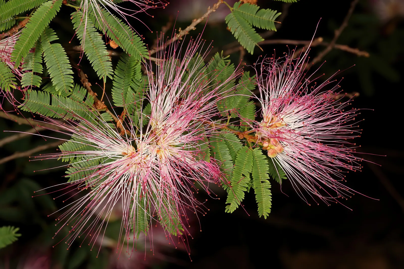Pink Powder Puff (Calliandra Haematocephala) — Its multi-stemmed habit is often laden with eye-catching fluffy pink flowers; is an enchanting, image 121