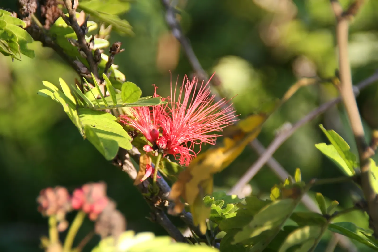 Pink Powder Puff (Calliandra Haematocephala) — providing a nearly year-round display of vibrant color and texture; shrub with red blooms, image 60