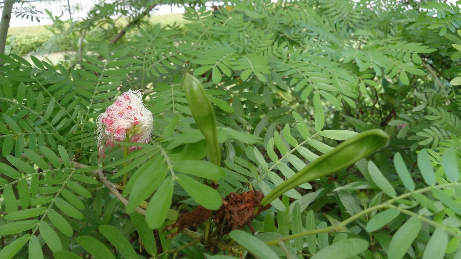 Pink Powder Puff (Calliandra Haematocephala) — It's an ideal choice for clients interested in attracting pollinators; hardy to USDA Zone 9, it's a, image 105