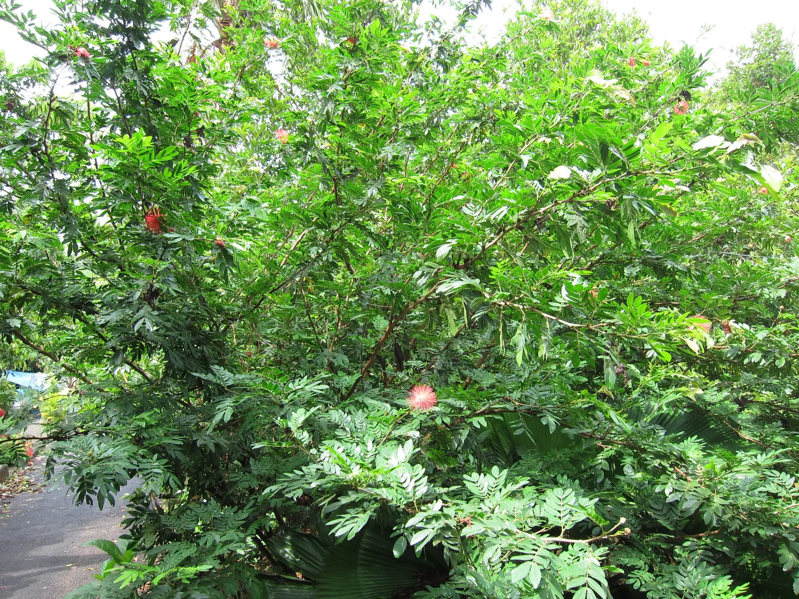 Pink Powder Puff (Calliandra Haematocephala) — The Pink Powder Puff (Calliandra haematocephala) is a tropical; prefers full sun to partial shade and, image 89