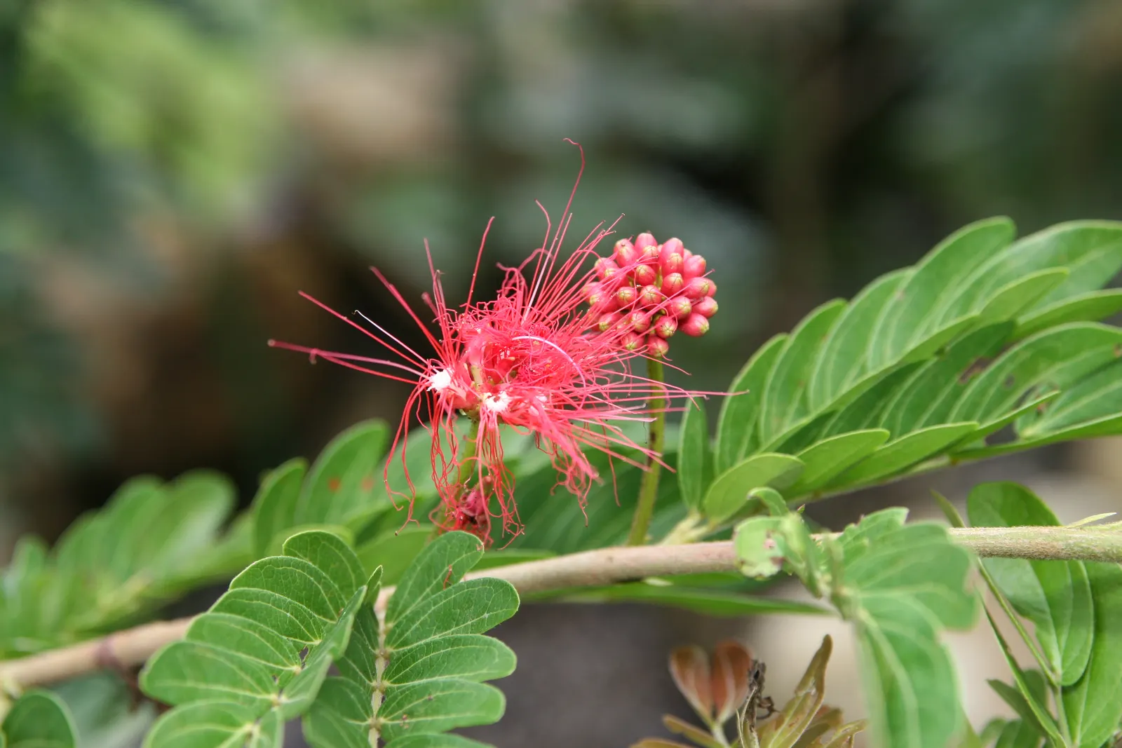 Pink Powder Puff (Calliandra Haematocephala) — red flowers in the garden; prune to maintain shape and encourage dense foliage, image 64