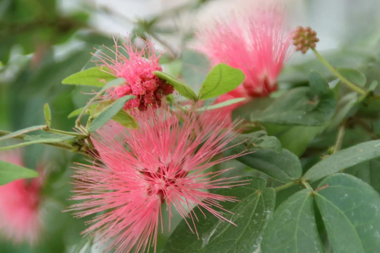 Pink Powder Puff (Calliandra Haematocephala) — Regular watering is essential to establish the shrub, although once matured, it can handle, image 103