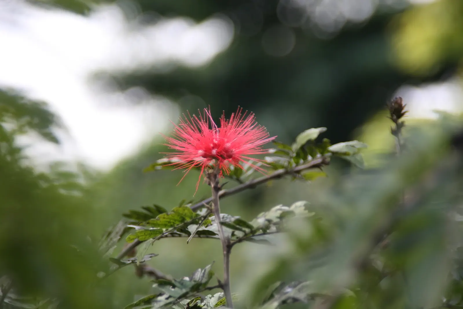 Pink Powder Puff (Calliandra Haematocephala) — Prune to maintain shape and encourage dense foliage; this plant boasts a moderate size that can fit, image 93