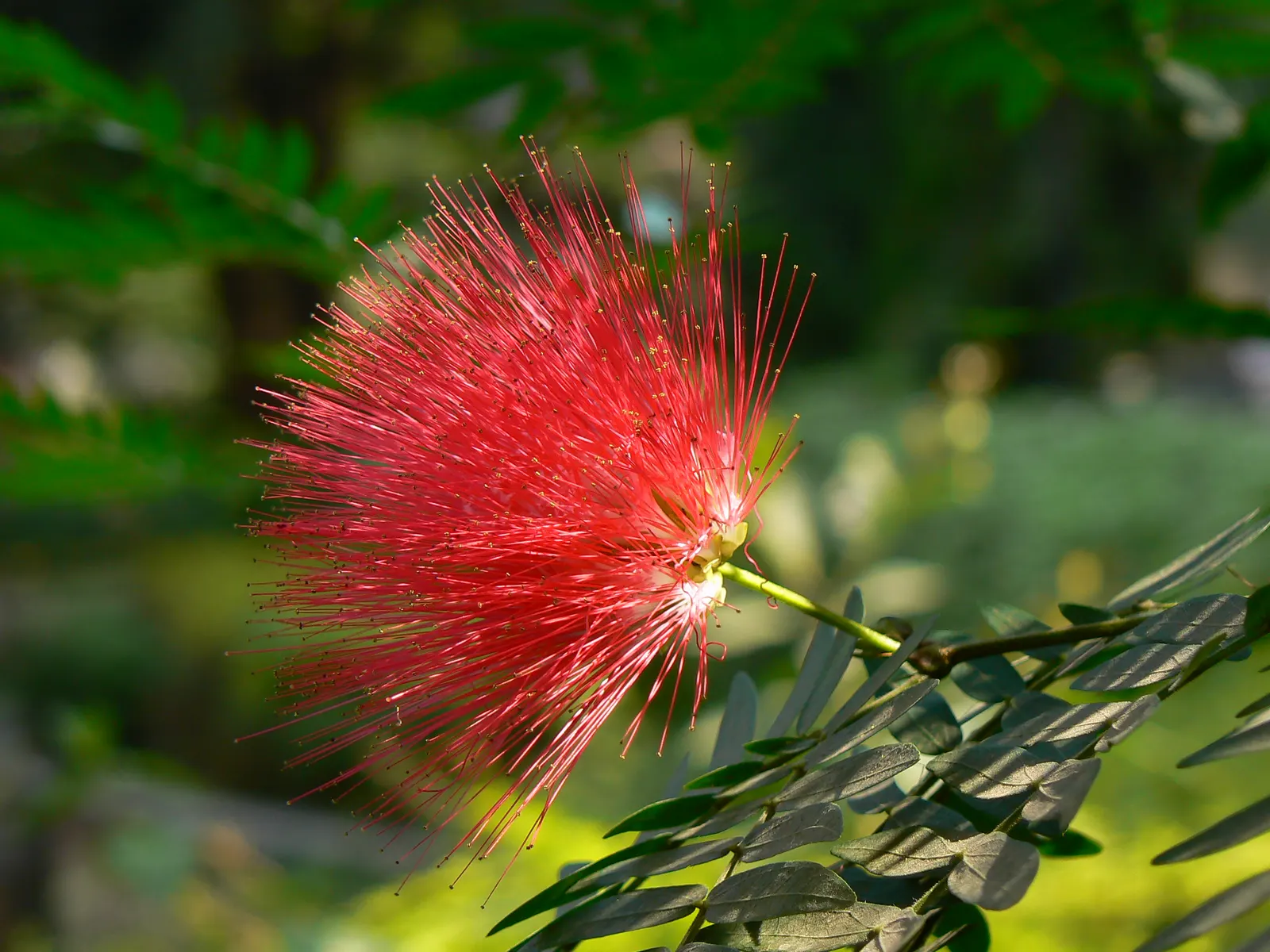 Pink Powder Puff (Calliandra Haematocephala) — Prefers full sun to partial shade and well-drained soil