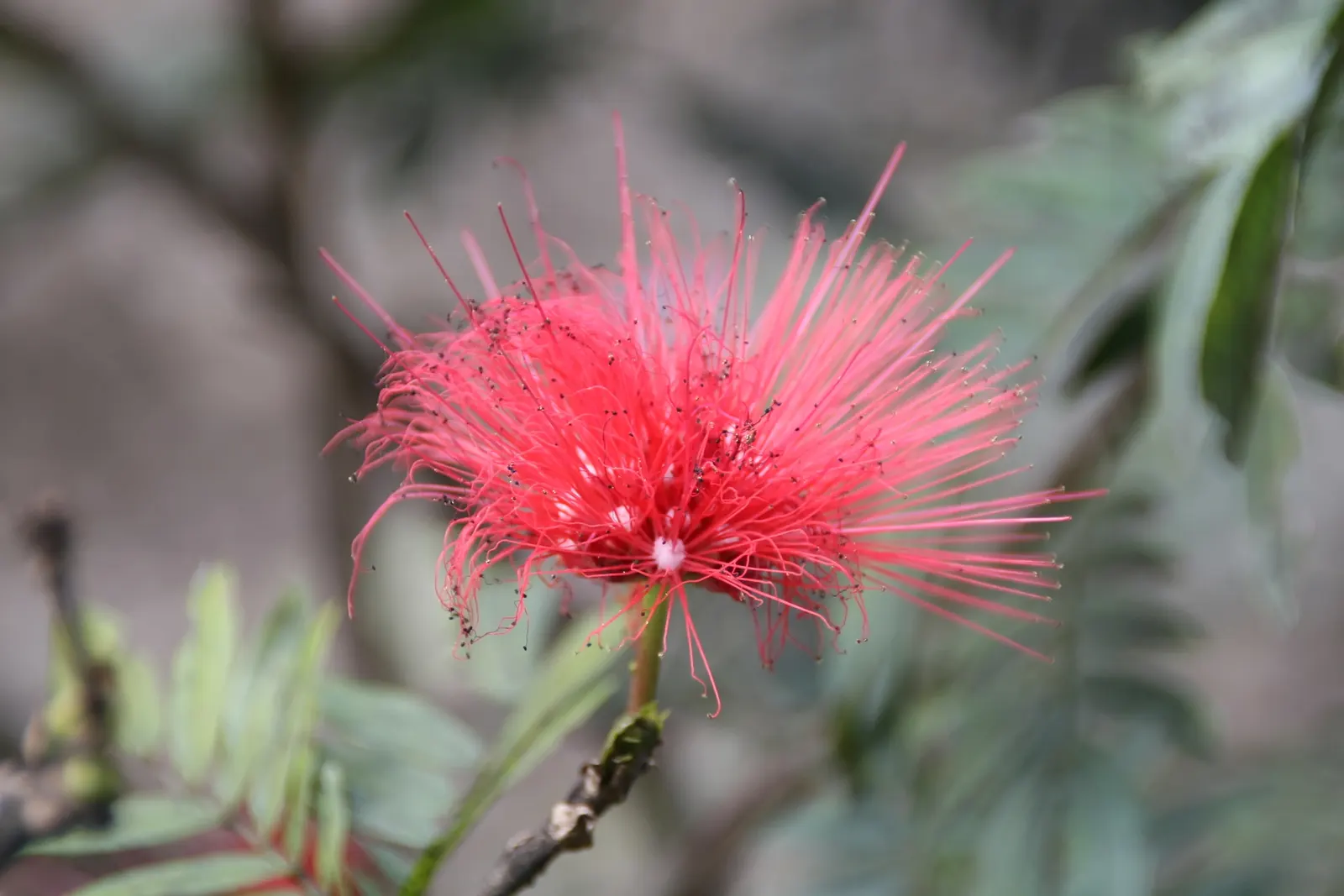 Pink Powder Puff (Calliandra Haematocephala) — It's an ideal choice for clients interested in attracting pollinators; hardy to USDA Zone 9, it's a, image 149