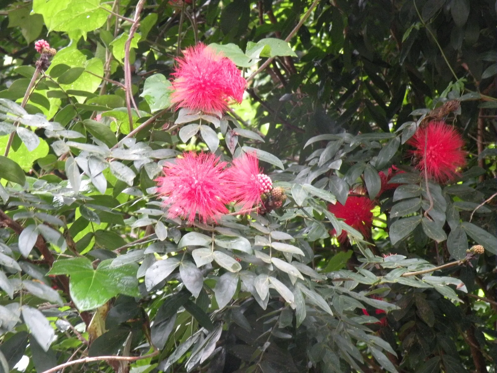 Pink Powder Puff (Calliandra Haematocephala) — and can span up to 3 inches in diameter.<br><br>Hardy in USDA zones 9 through 11; shrub for full, image 57