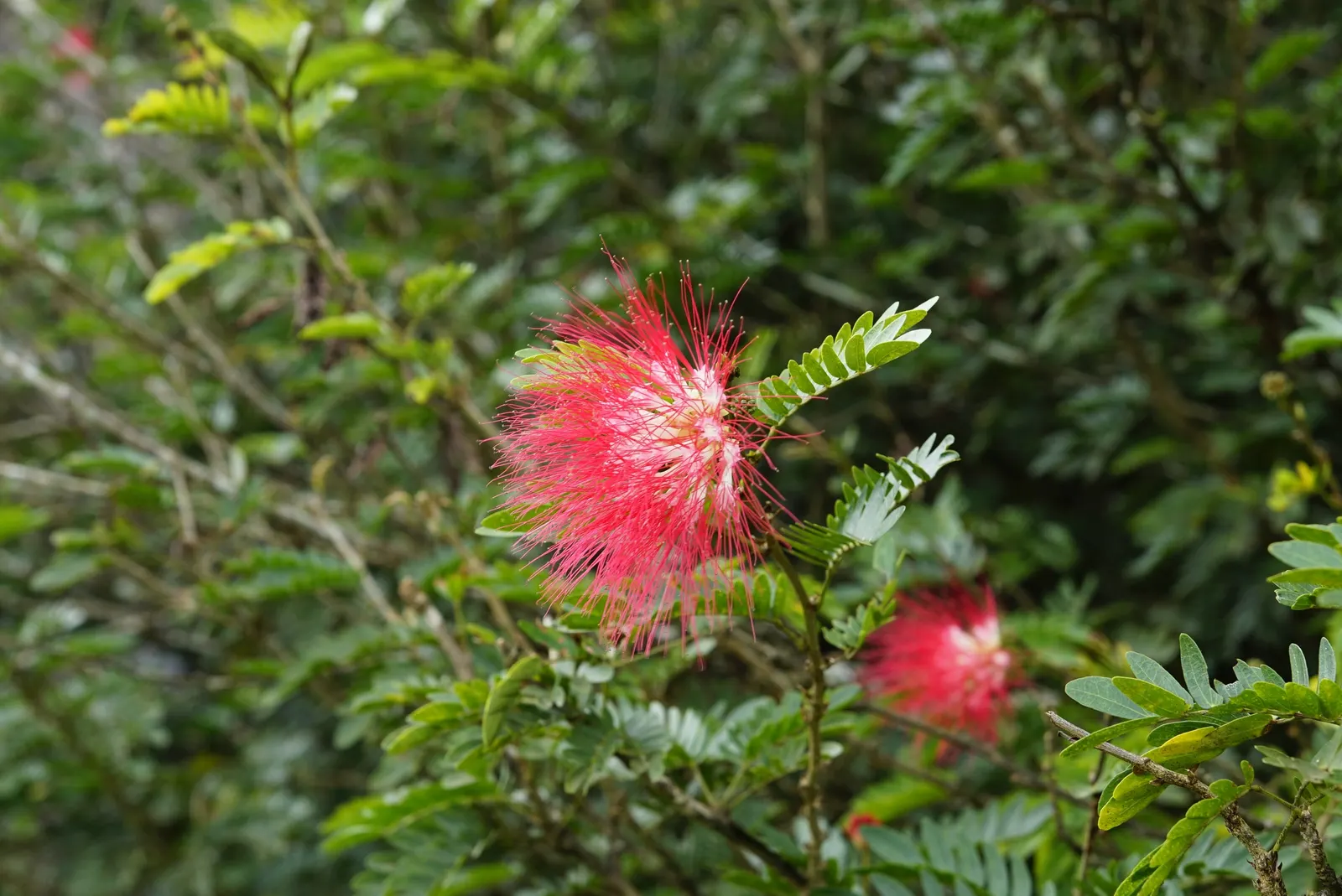 Pink Powder Puff (Calliandra Haematocephala) — red flowers in the garden; prune to maintain shape and encourage dense foliage, image 152