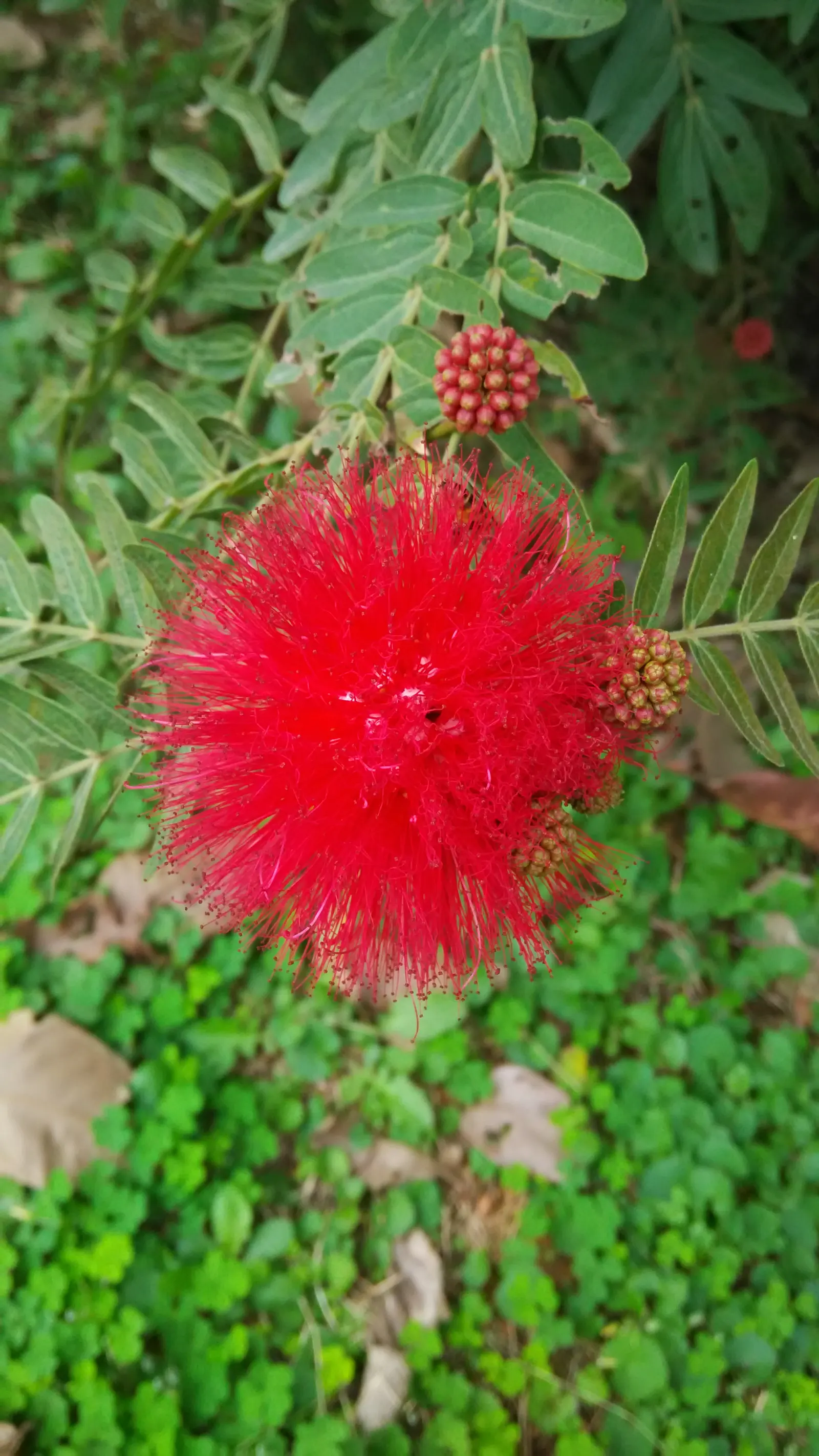 Pink Powder Puff (Calliandra Haematocephala) — the Pink Powder Puff prefers full sun to partial shade and flourishes in well-drained soils, image 146