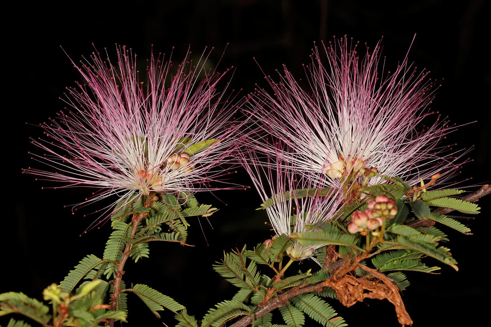 Pink Powder Puff (Calliandra Haematocephala) — and can span up to 3 inches in diameter.<br><br>Hardy in USDA zones 9 through 11; shrub for full, image 123