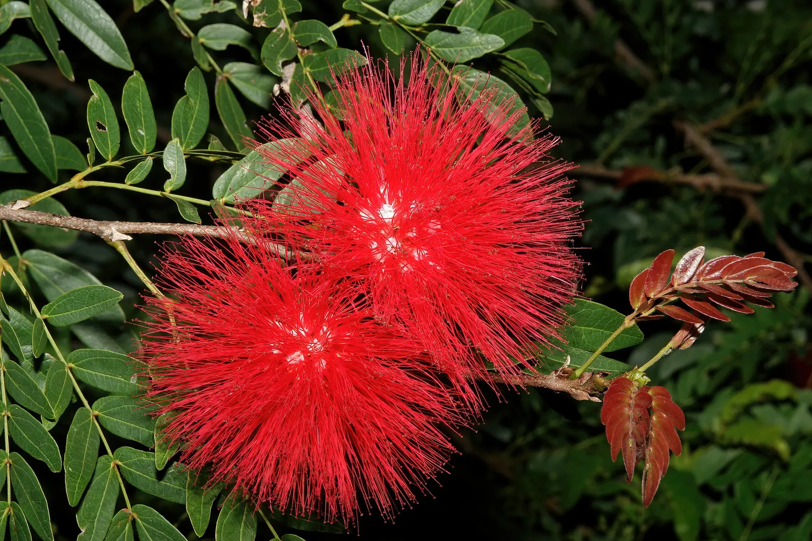 Pink Powder Puff (Calliandra Haematocephala) — This eye-catcher reaches 10-15 feet in height and spread, adding a soft, feathery texture to gardens