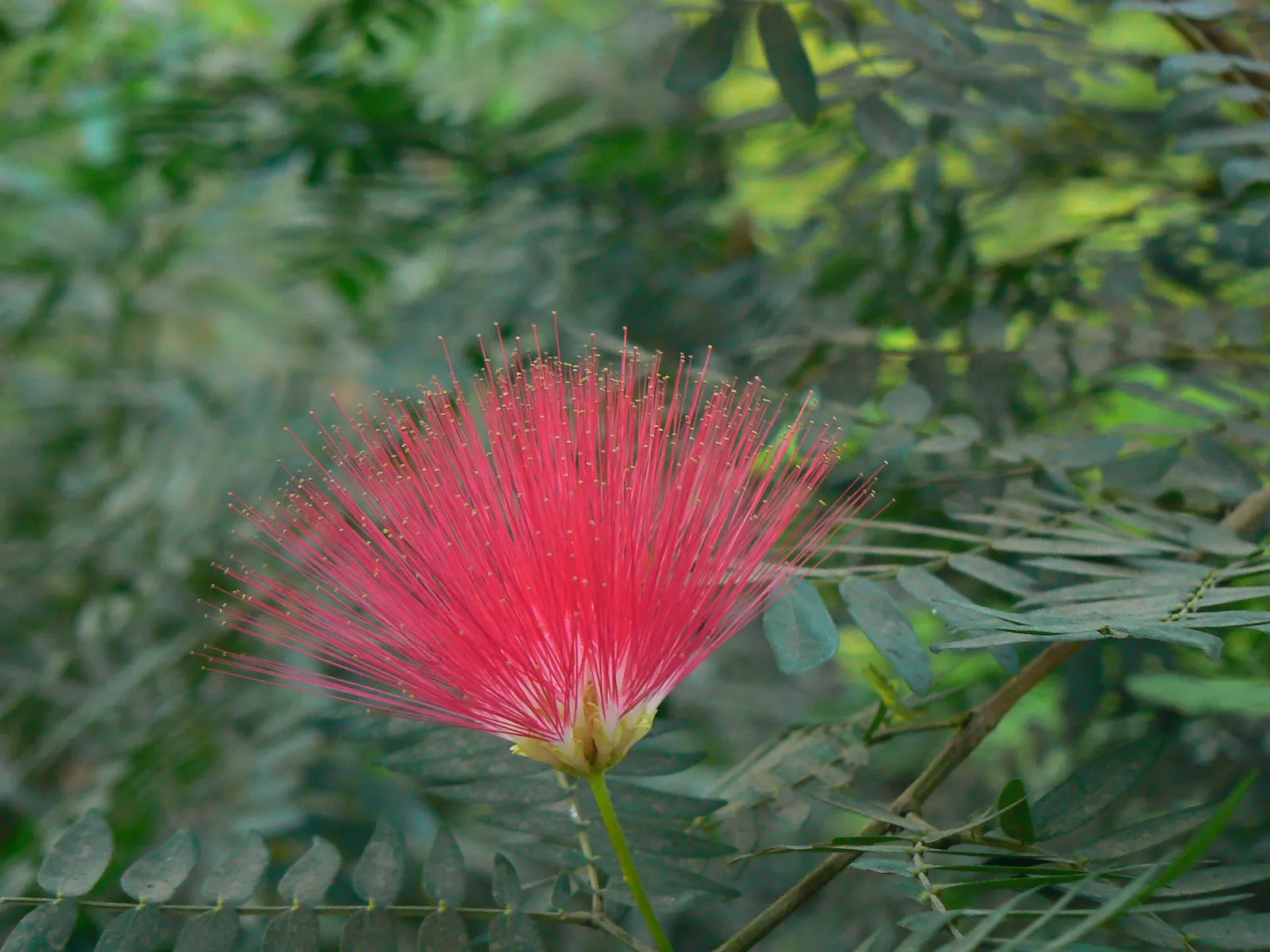 Pink Powder Puff (Calliandra Haematocephala) — Prune to maintain shape and encourage dense foliage