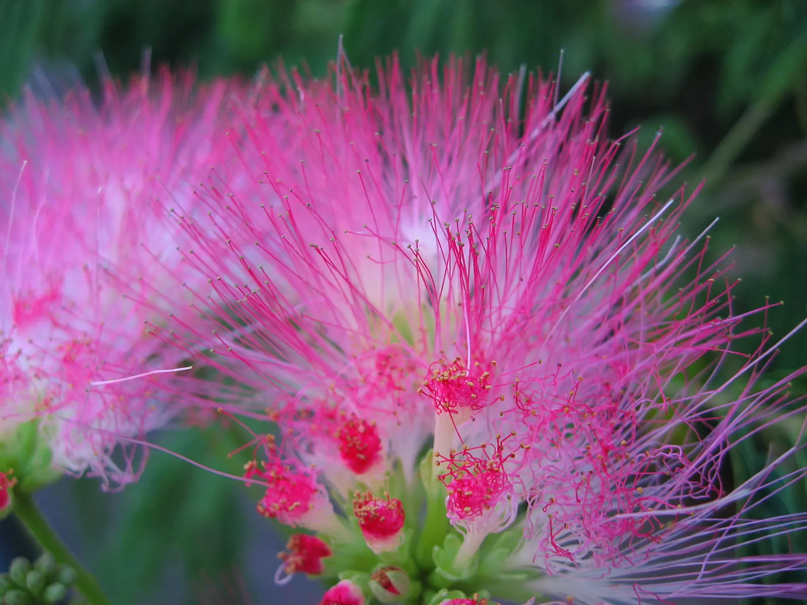 Pink Powder Puff (Calliandra Haematocephala) — red flowers in the garden; prune to maintain shape and encourage dense foliage, image 130