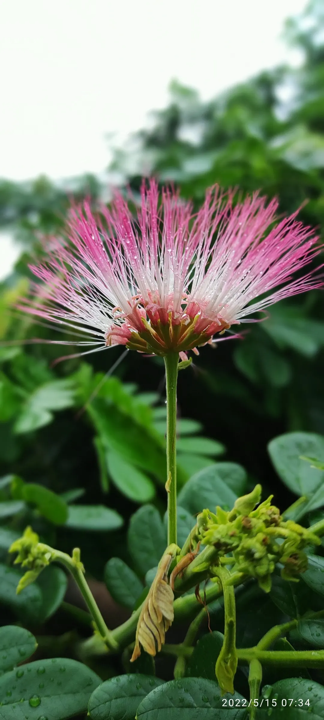 Pink Powder Puff (Calliandra Haematocephala) — providing a nearly year-round display of vibrant color and texture; shrub with red blooms, image 104