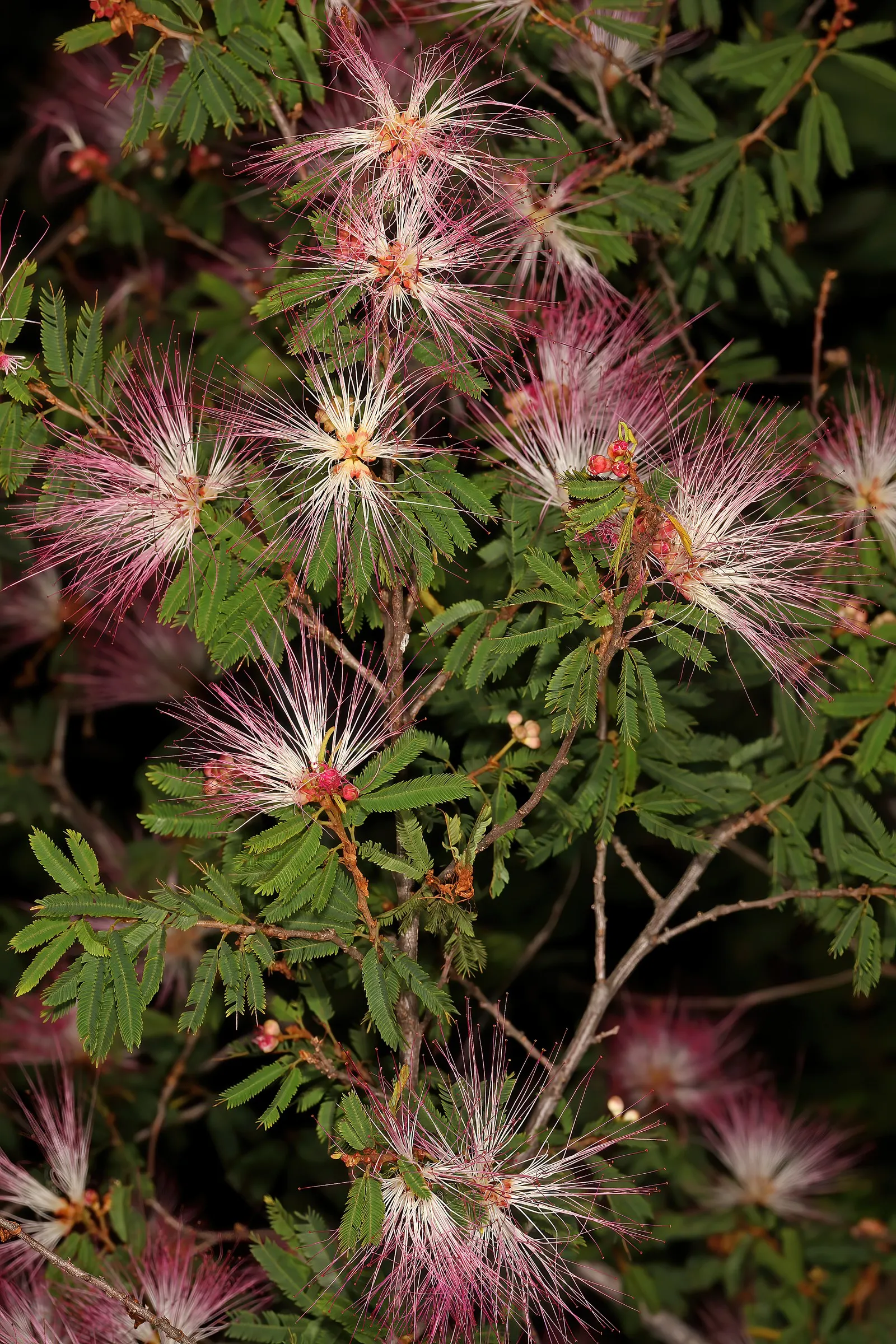 Pink Powder Puff (Calliandra Haematocephala) — Incorporating the Pink Powder Puff into a landscape will provide a striking visual interest with its, image 128