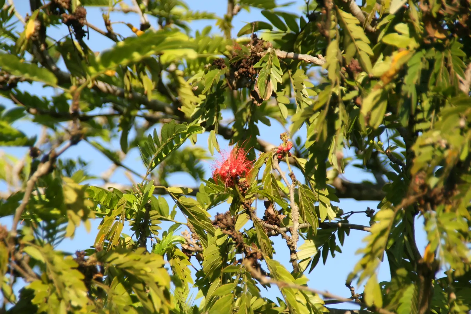 Pink Powder Puff (Calliandra Haematocephala) — Incorporating the Pink Powder Puff into a landscape will provide a striking visual interest with its, image 40