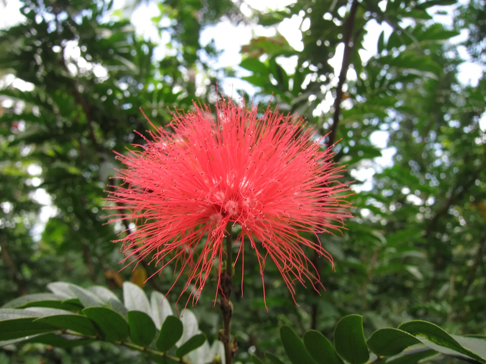 Pink Powder Puff (Calliandra Haematocephala) — red flowers in the garden; prune to maintain shape and encourage dense foliage, image 108