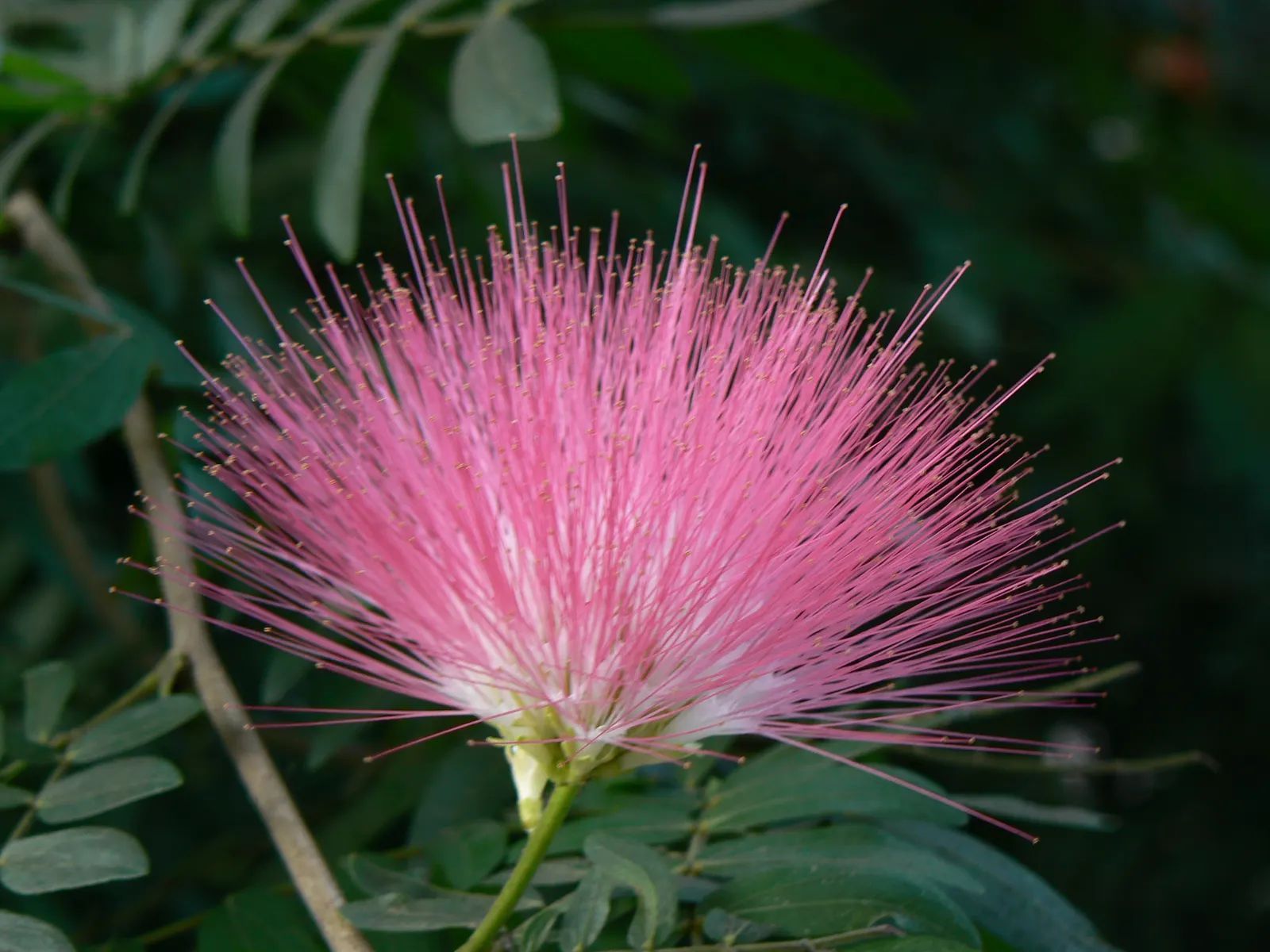 Pink Powder Puff (Calliandra Haematocephala) — shrub for full; while also integrating a habitat-friendly component for local wildlife, image 154