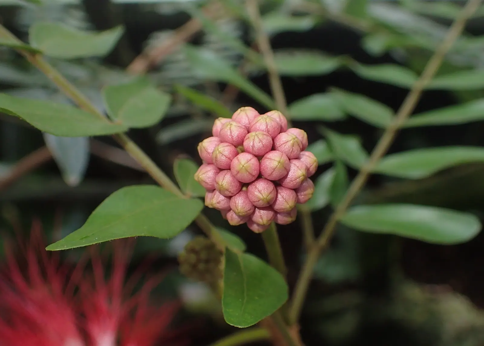 Pink Powder Puff (Calliandra Haematocephala) — this plant boasts a moderate size that can fit well in larger garden spaces; the Pink Powder Puff, image 120