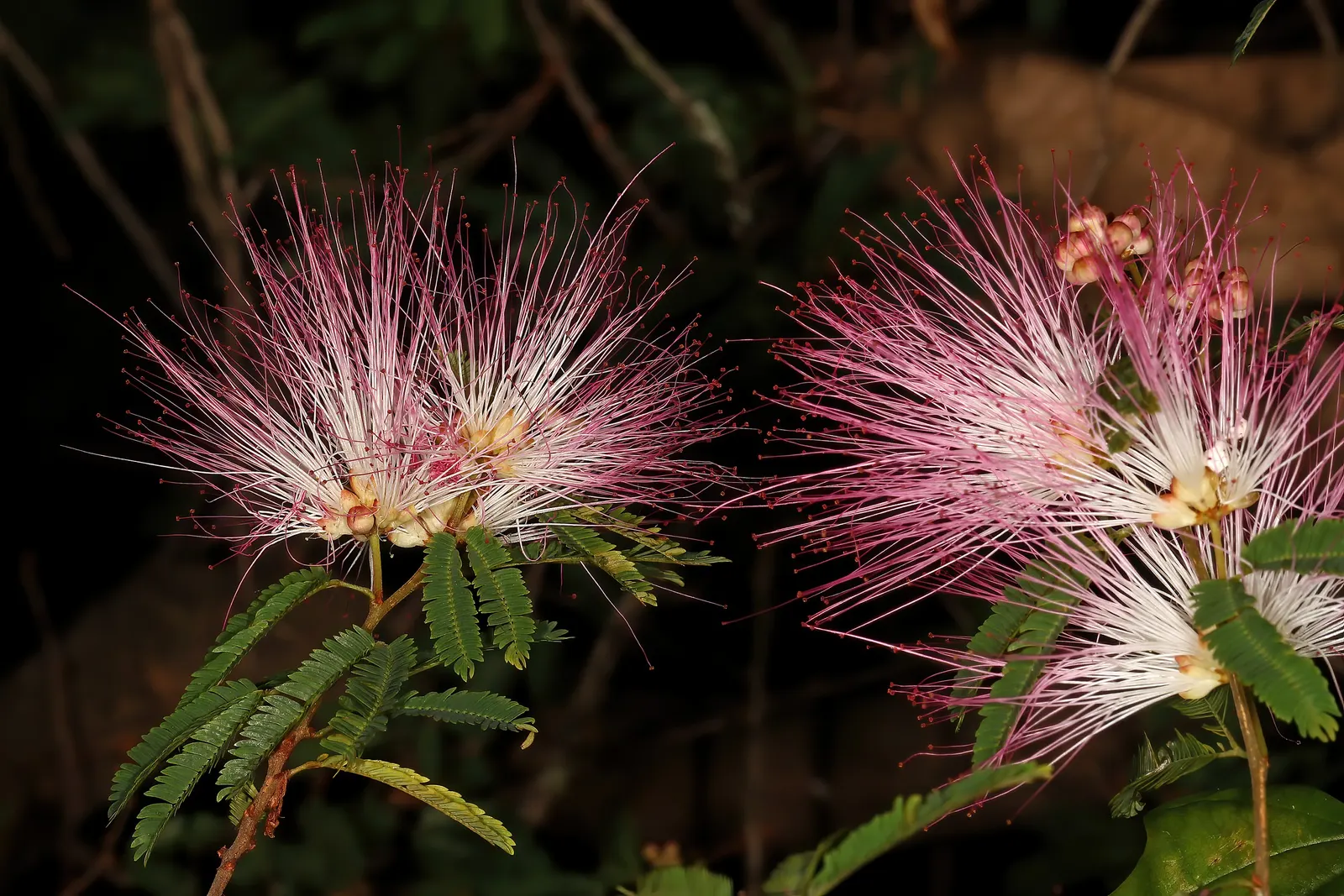 Pink Powder Puff (Calliandra Haematocephala) — It's an ideal choice for clients interested in attracting pollinators; hardy to USDA Zone 9, it's a, image 127