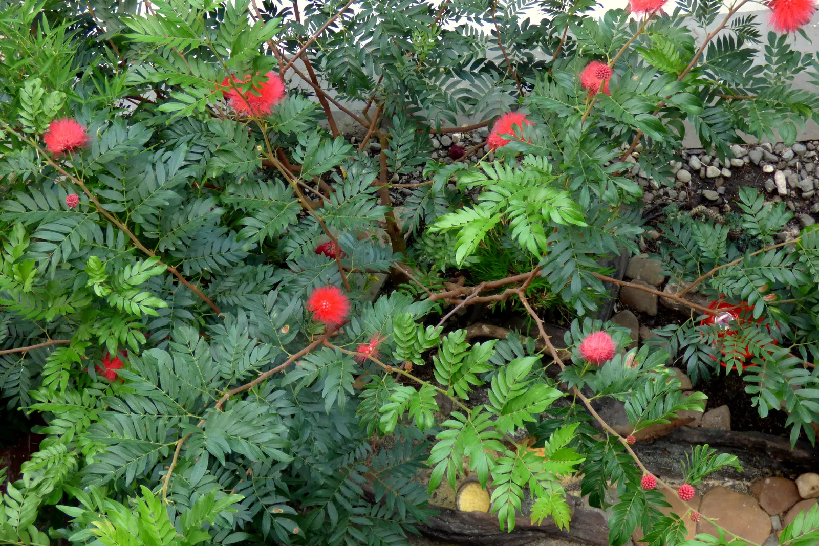 Pink Powder Puff (Calliandra Haematocephala) — Its multi-stemmed habit is often laden with eye-catching fluffy pink flowers; is an enchanting, image 99