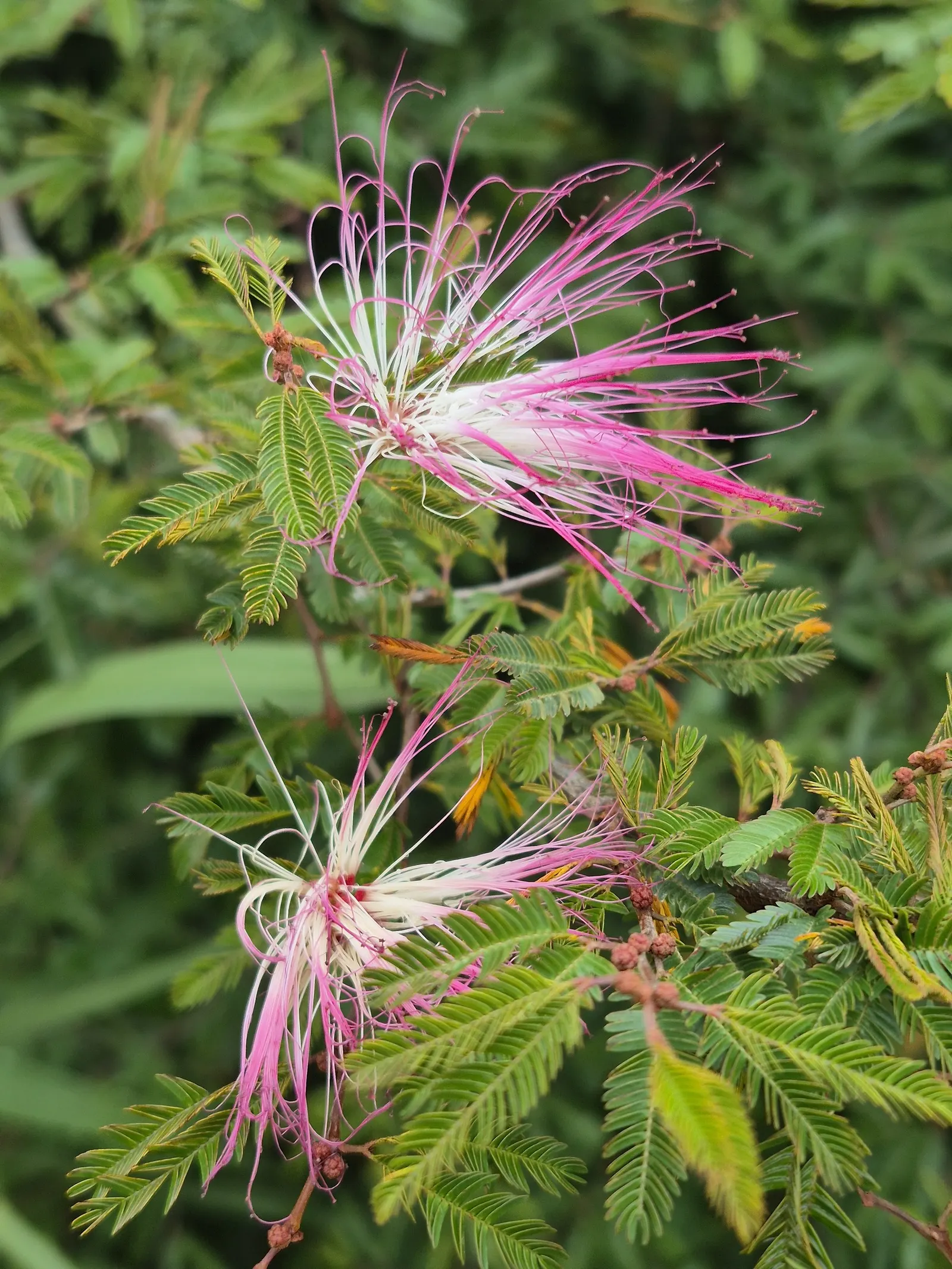 Pink Powder Puff (Calliandra Haematocephala) — Prune to maintain shape and encourage dense foliage; this plant boasts a moderate size that can fit, image 115