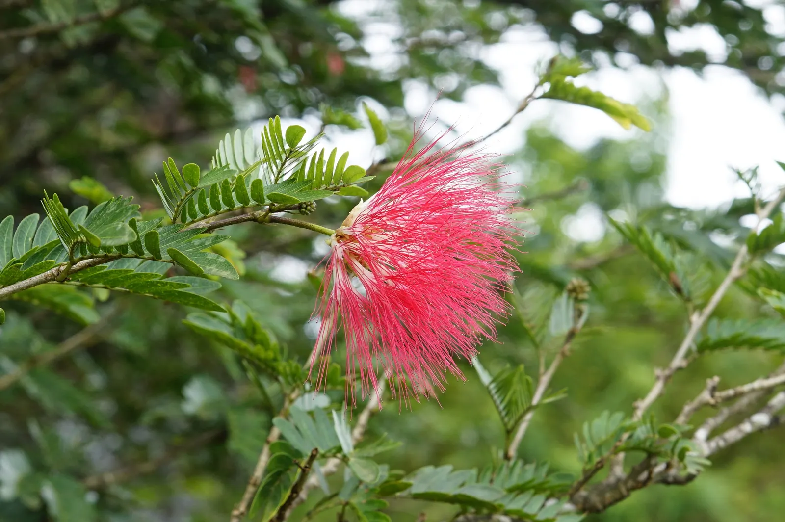 Pink Powder Puff (Calliandra Haematocephala) — pom-pom-like blooms that span up to 3 inches across; its multi-stemmed habit is often laden with, image 90