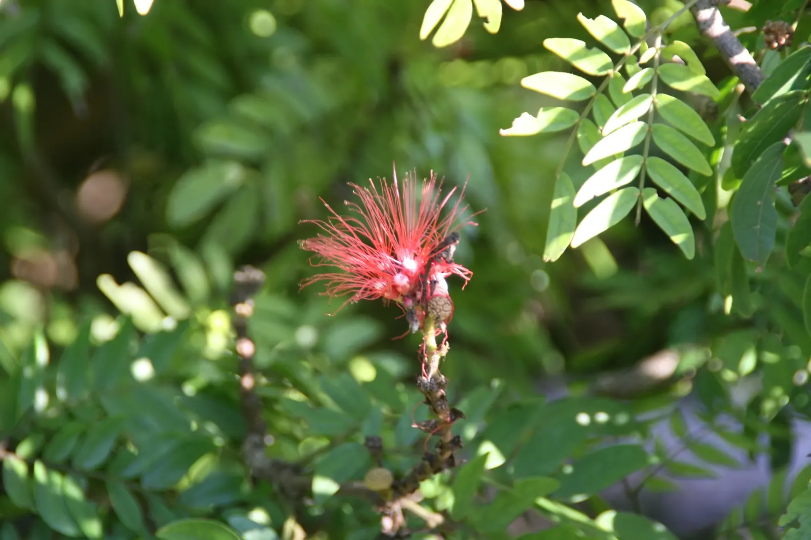 Pink Powder Puff (Calliandra Haematocephala) — the Pink Powder Puff prefers full sun to partial shade and flourishes in well-drained soils, image 58