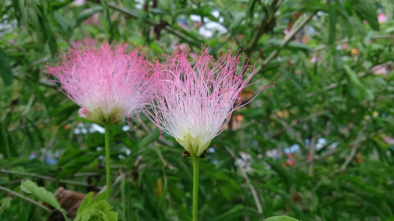Pink Powder Puff (Calliandra Haematocephala) — shrub with red blooms; which resemble soft powder puffs, image 109